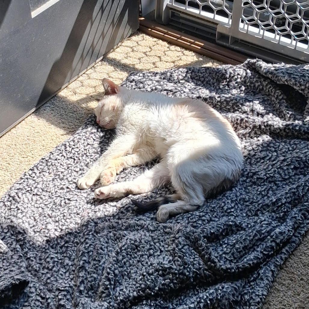 Kitty, Adoptable, Senior Female Domestic Short Hair.