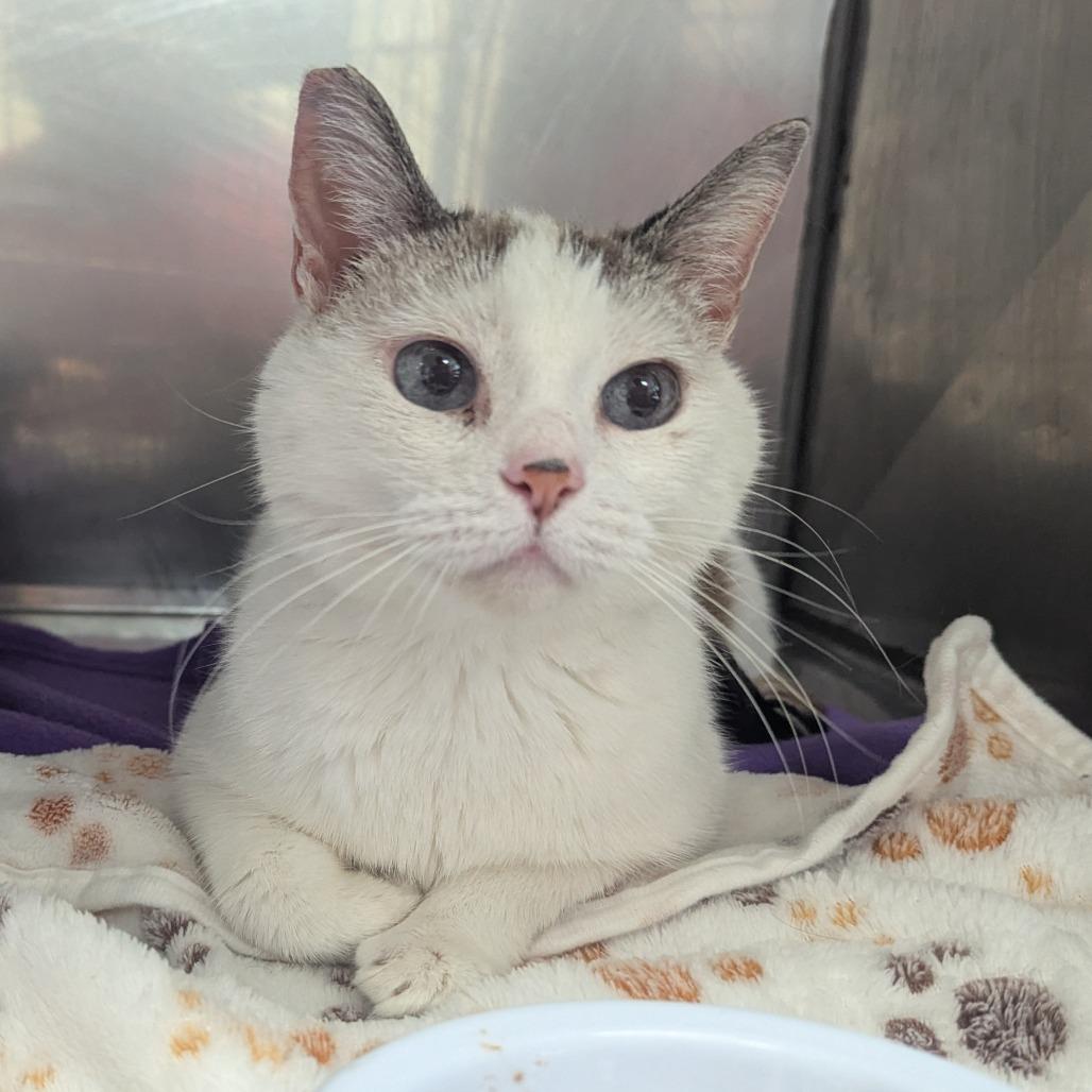 Kitty, a Adoptable Domestic Short Hair in Enfield, NH image 2/3