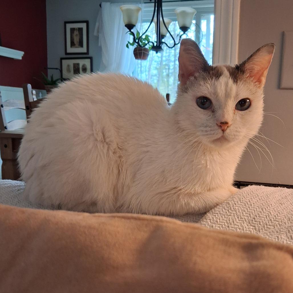Kitty, a Adoptable Domestic Short Hair in Enfield, NH image 3/3