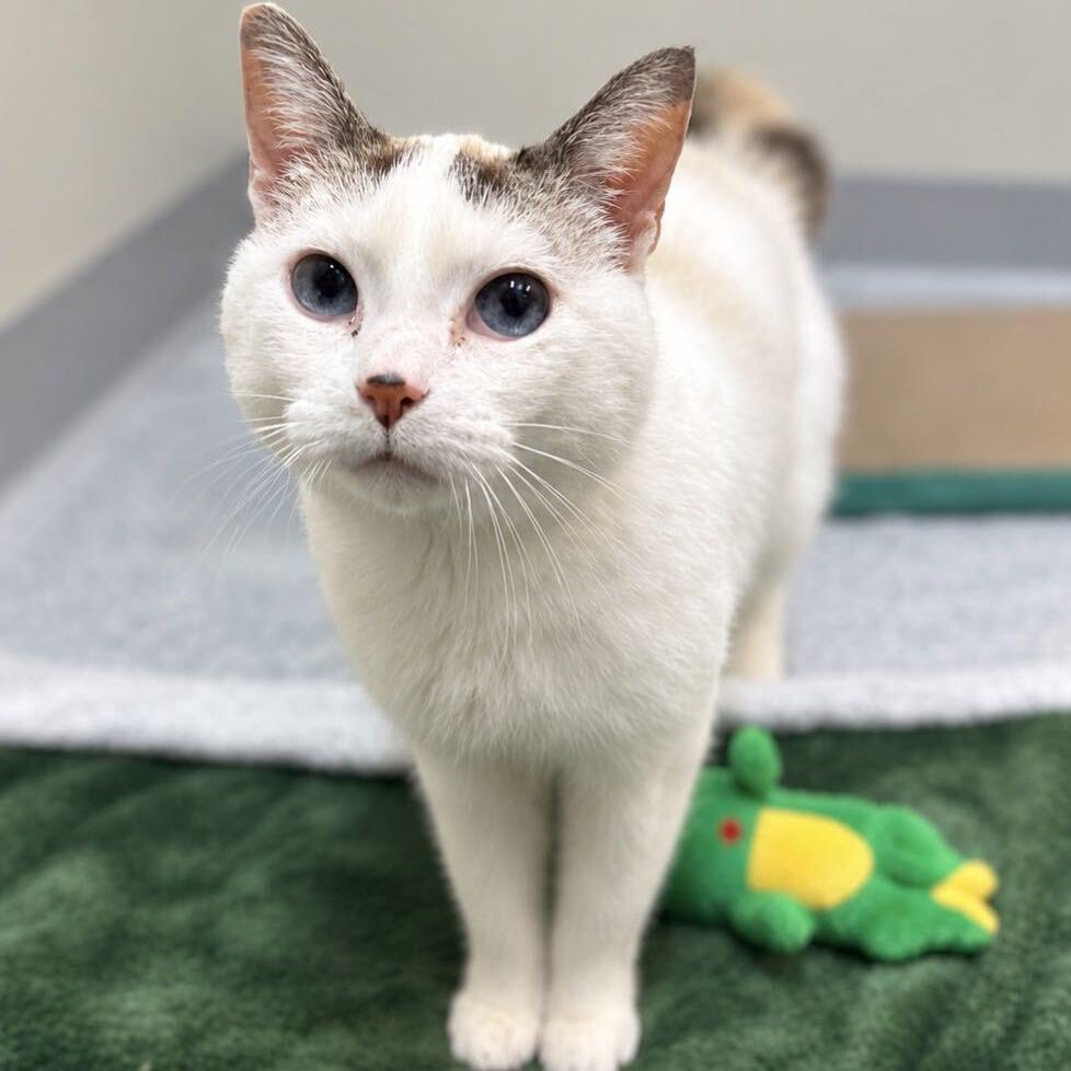 Enlarge Kitty, a Adoptable Domestic Short Hair in Enfield, NH image 6/6