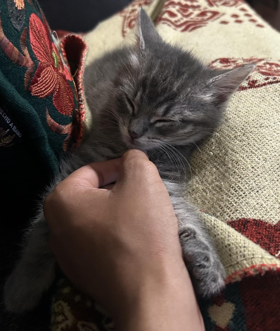 Enlarge Bean (8 weeks), a ADOPTABLE American Shorthair in Florham Park, NJ image 2/6