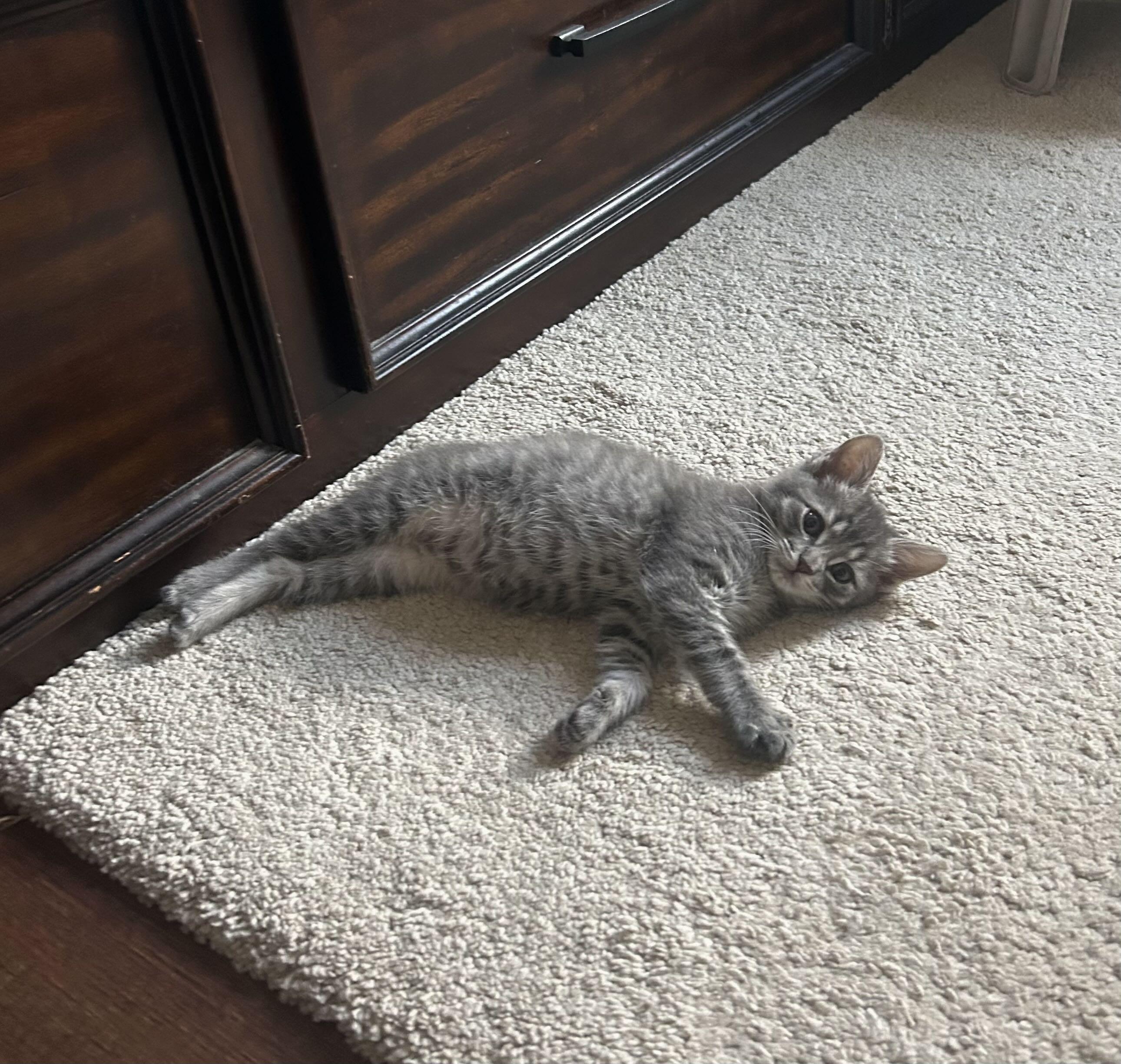 Bean (8 weeks), ADOPTABLE, Kitten Male American Shorthair.