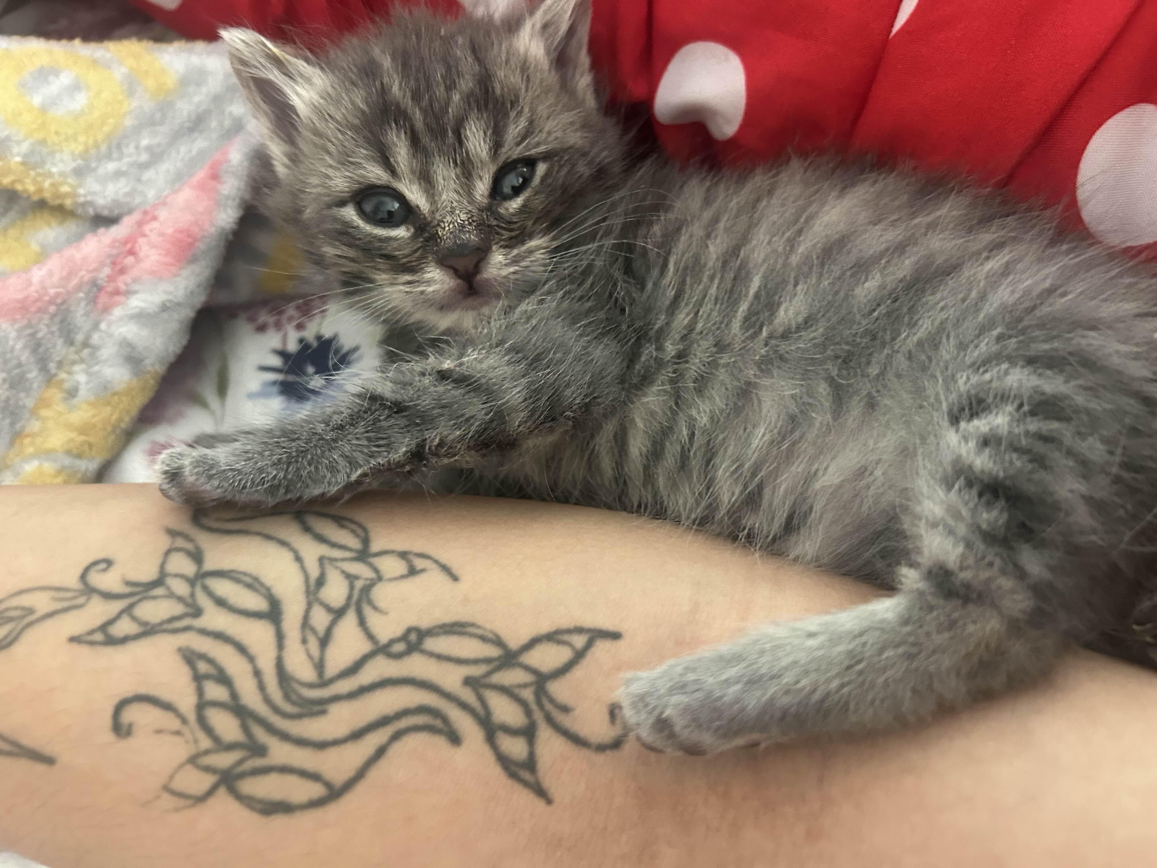 Enlarge Bean (8 weeks), a ADOPTABLE American Shorthair in Florham Park, NJ image 4/6