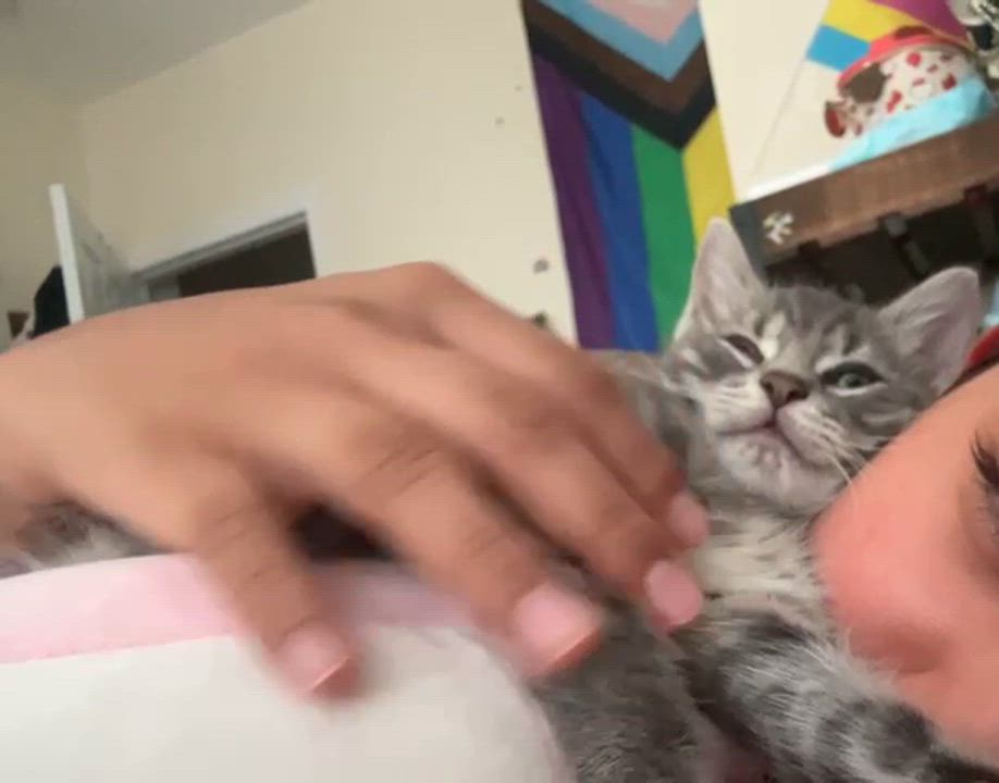 Enlarge Bean (8 weeks), a ADOPTABLE American Shorthair in Florham Park, NJ video 6/6