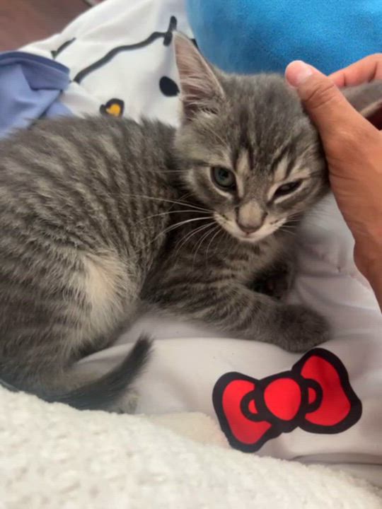 Enlarge Bean (8 weeks), a ADOPTABLE American Shorthair in Florham Park, NJ video 5/6