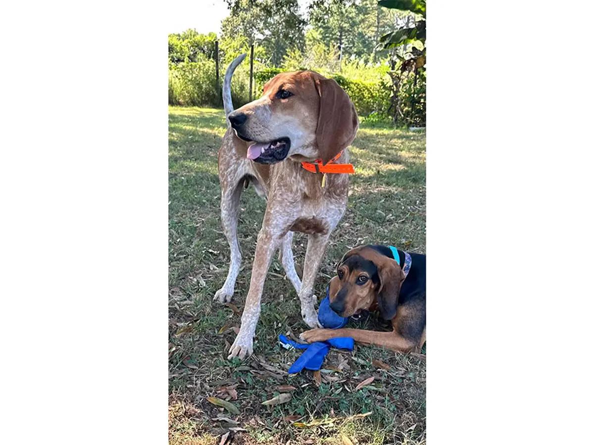 Enlarge Orvis (VA), a Adopted English Coonhound in Williamsburg, VA image 4/6