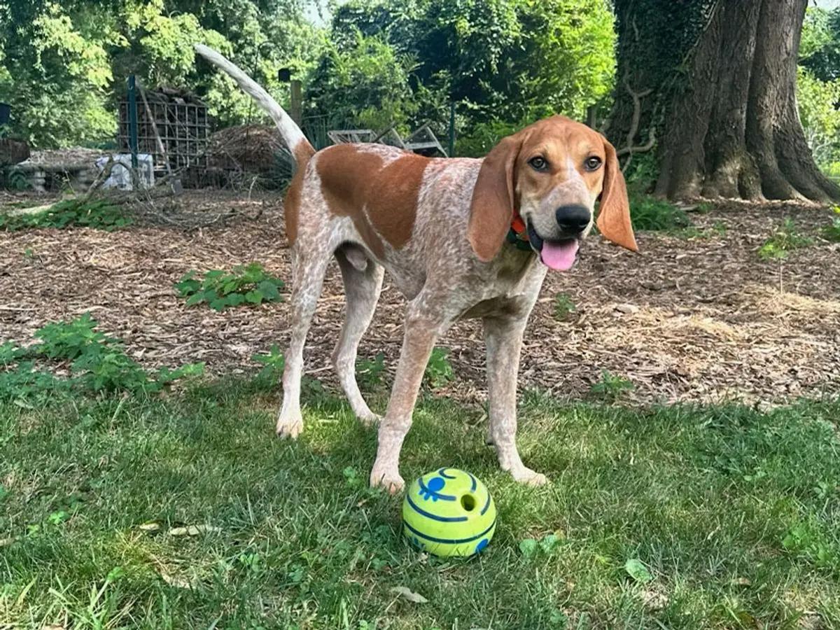 Enlarge Orvis (VA), a Adopted English Coonhound in Williamsburg, VA image 1/6