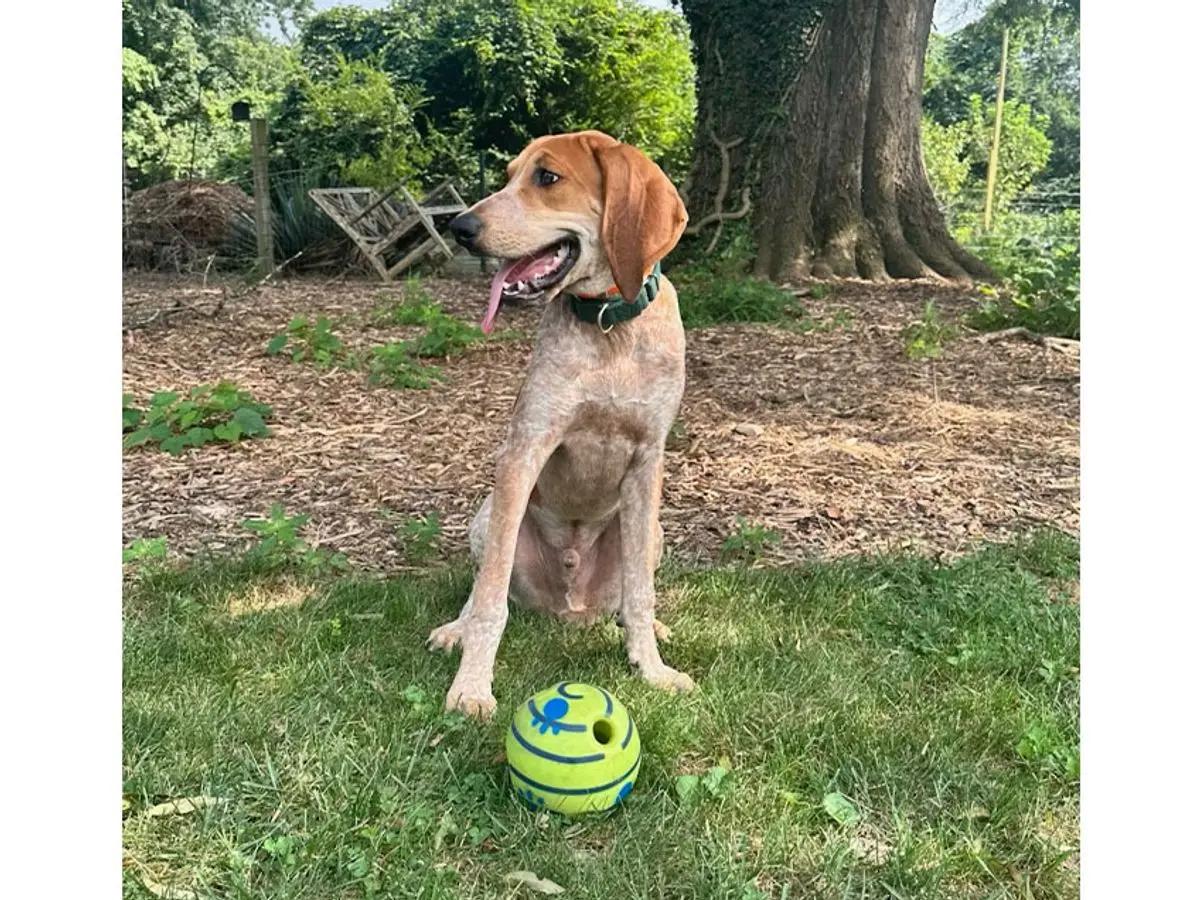 Enlarge Orvis (VA), a Adopted English Coonhound in Williamsburg, VA image 5/6