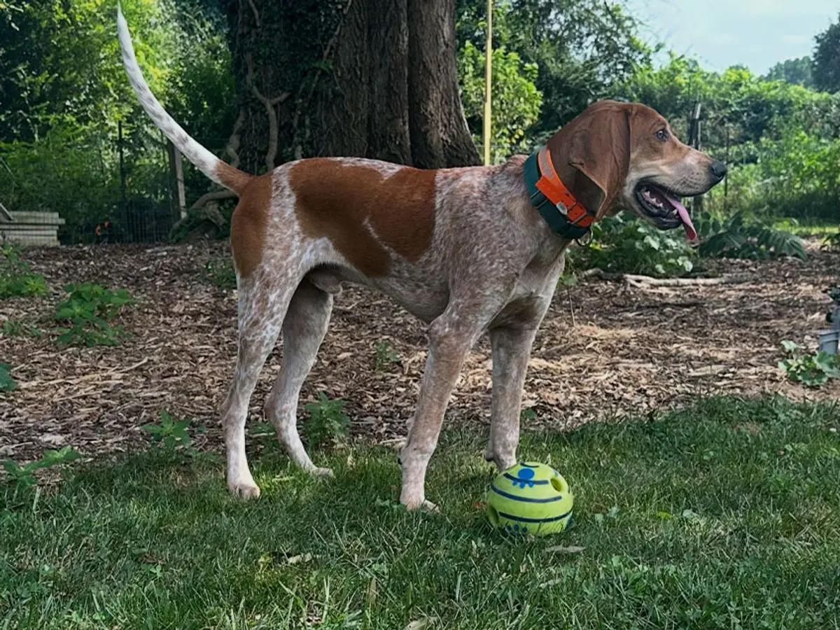 Enlarge Orvis (VA), a Adopted English Coonhound in Williamsburg, VA image 3/6