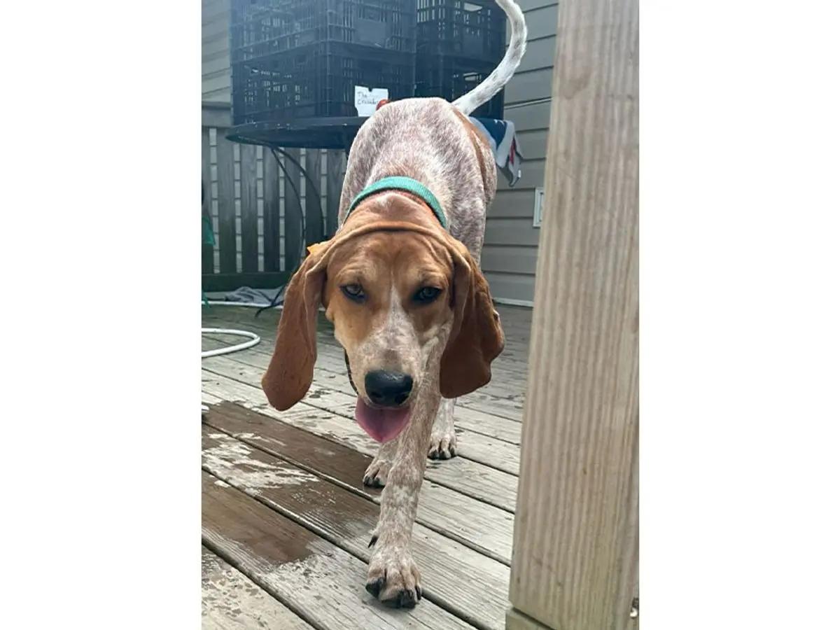Enlarge Orvis (VA), a Adopted English Coonhound in Williamsburg, VA image 6/6
