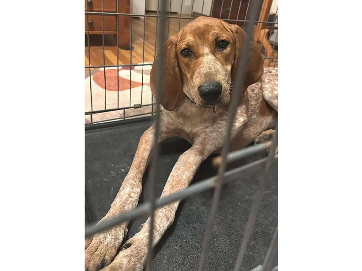 Enlarge Orvis (VA), a Adopted English Coonhound in Williamsburg, VA image 2/6