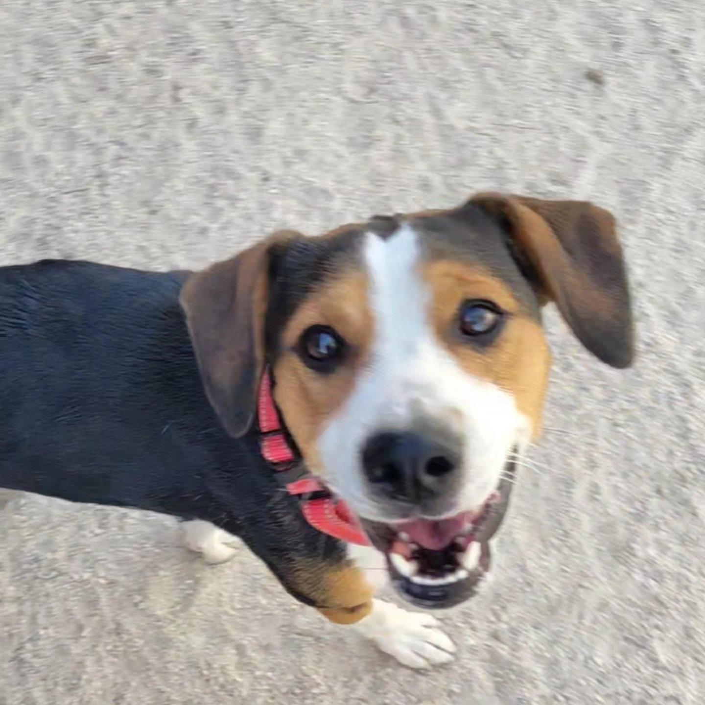 Enlarge Justin, a Adoptable Beagle in Las Vegas, NV image 3/3