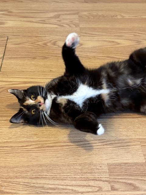 SAGE, an adoptable Tortoiseshell in Millerstown, PA image 4/4