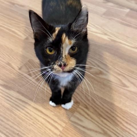 SAGE, an adoptable Tortoiseshell in Millerstown, PA image 3/4