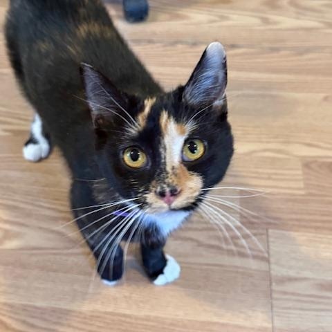 SAGE, an adoptable Tortoiseshell in Millerstown, PA image 2/4