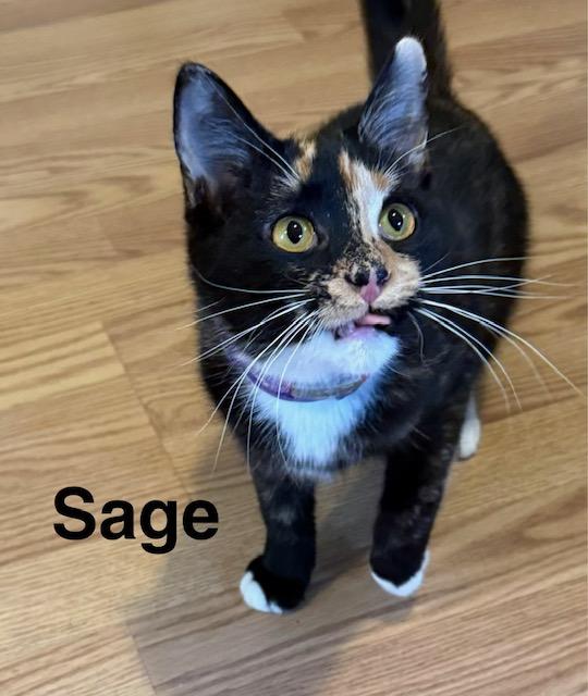 SAGE, an adoptable Tortoiseshell in Millerstown, PA image 1/4