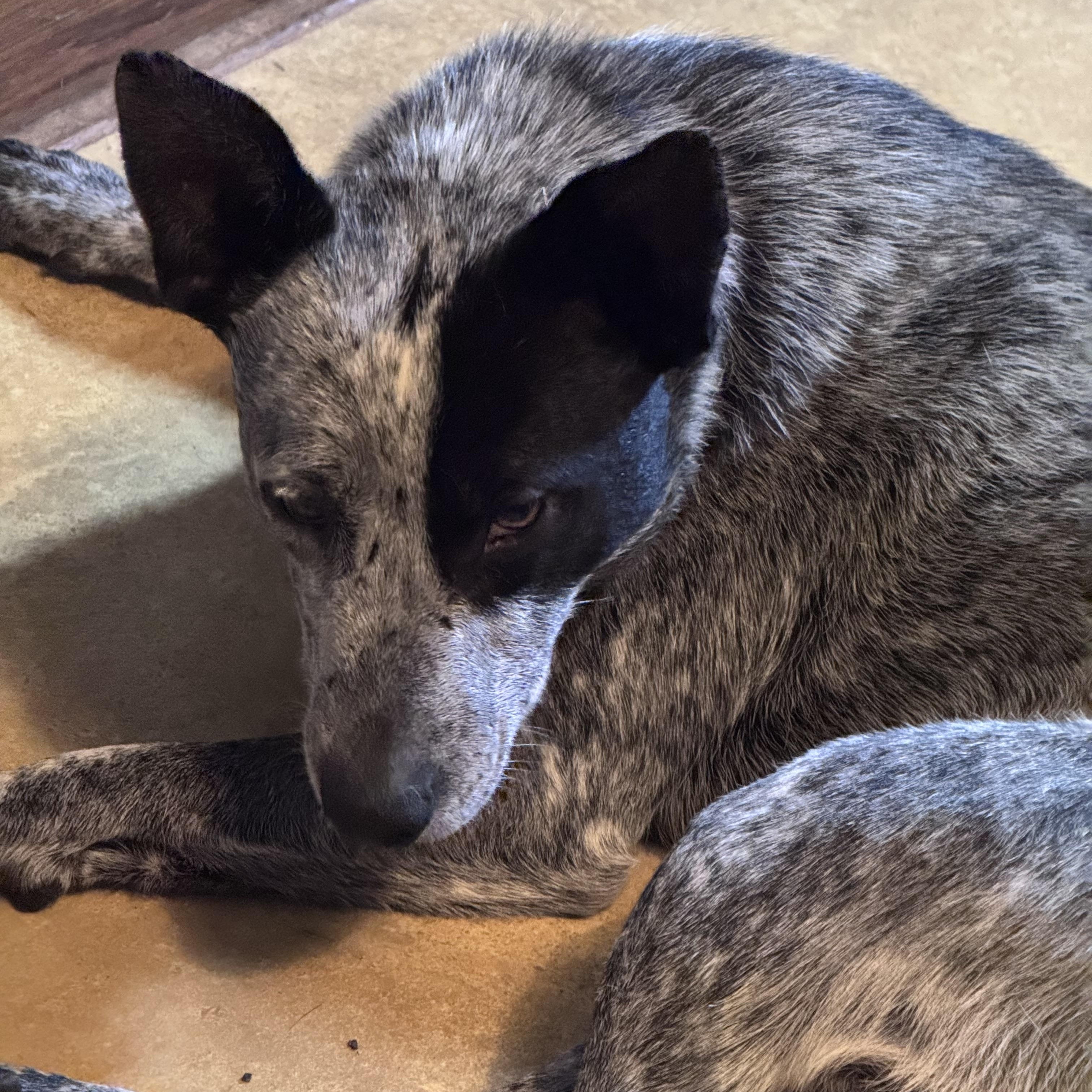 Enlarge Kewl (Cool), a ADOPTABLE Australian Cattle Dog / Blue Heeler in Coldwater, MI image 2/3