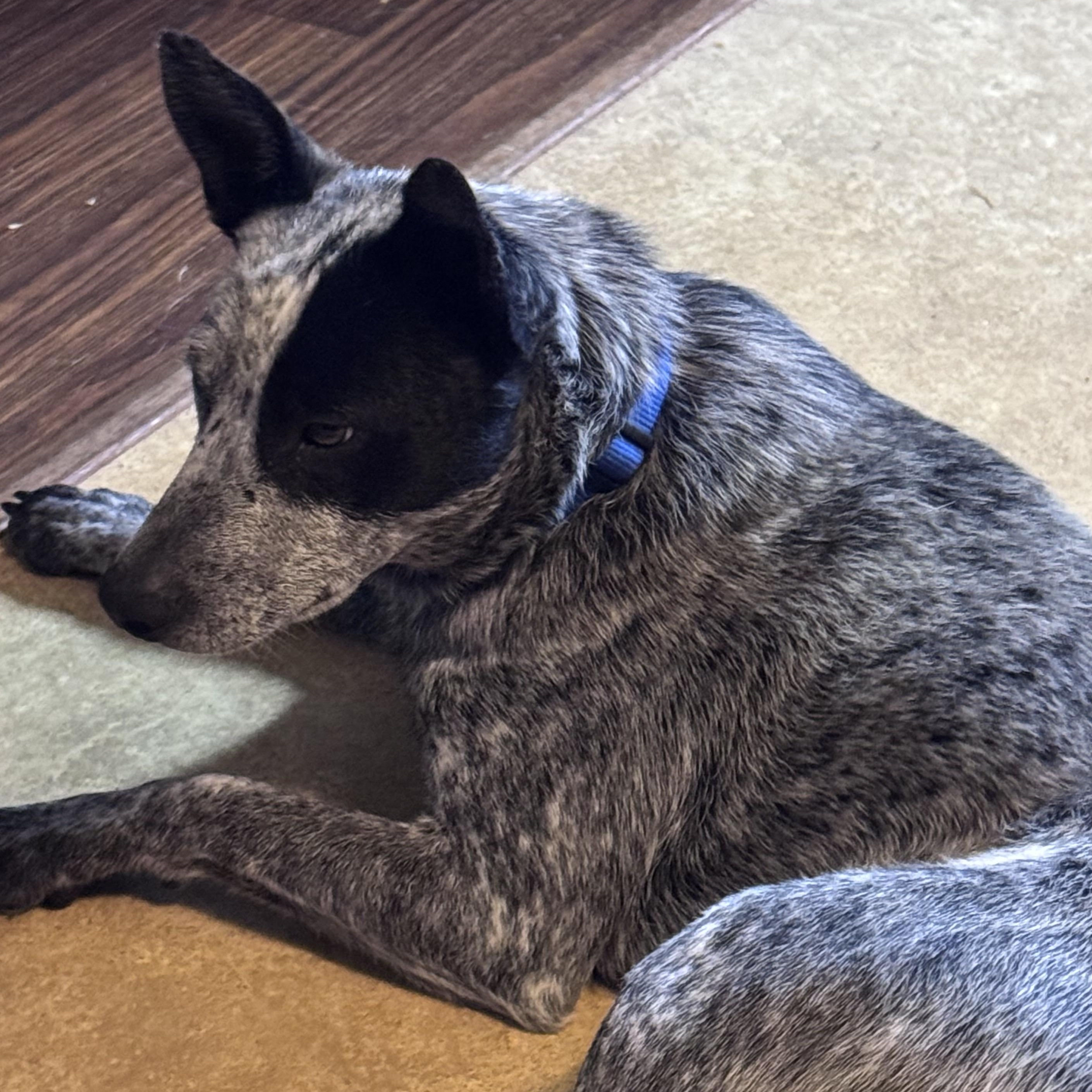 Enlarge Kewl (Cool), a ADOPTABLE Australian Cattle Dog / Blue Heeler in Coldwater, MI image 1/3