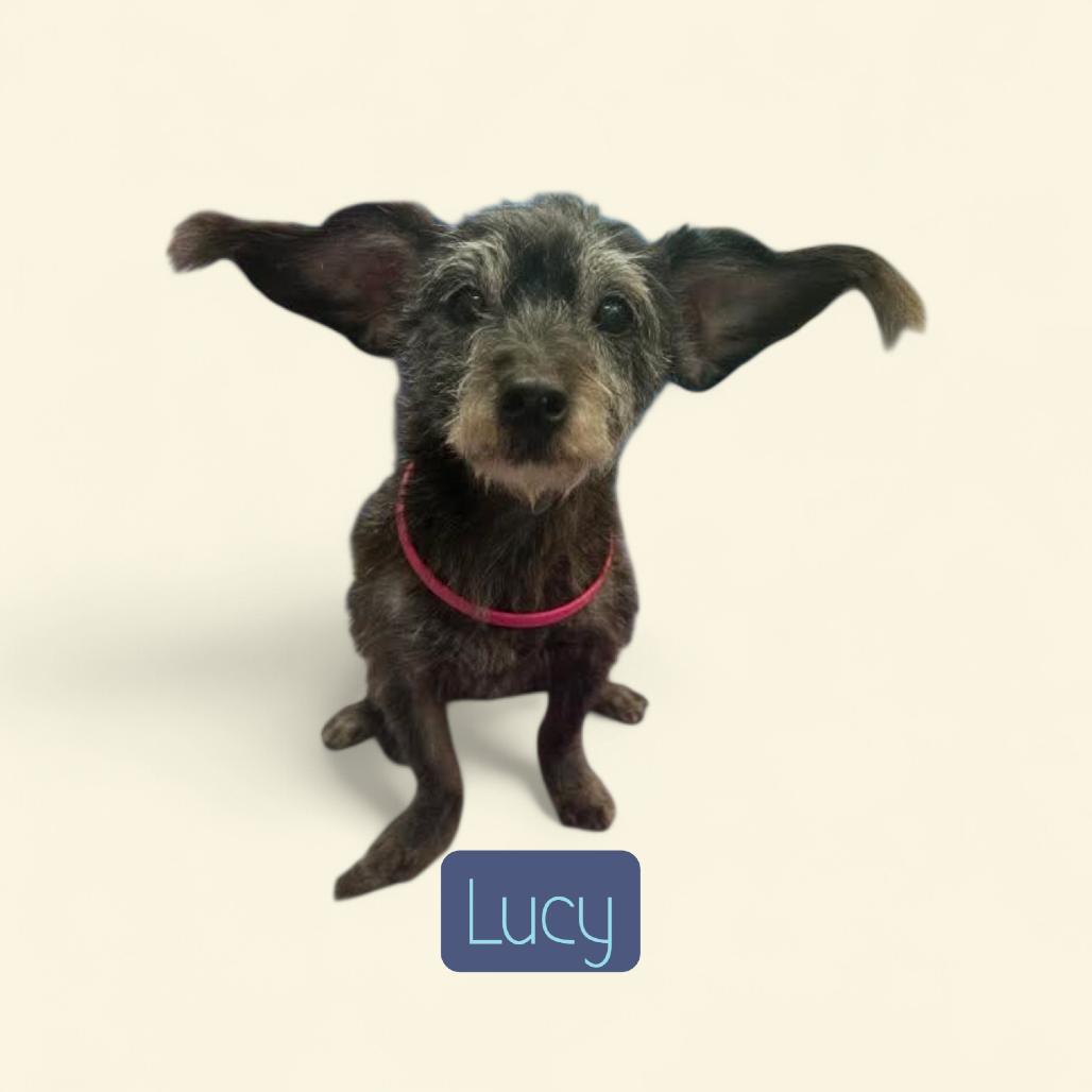 Enlarge Lucy, a Adoptable mixed breed in Baton Rouge, LA image 1/2