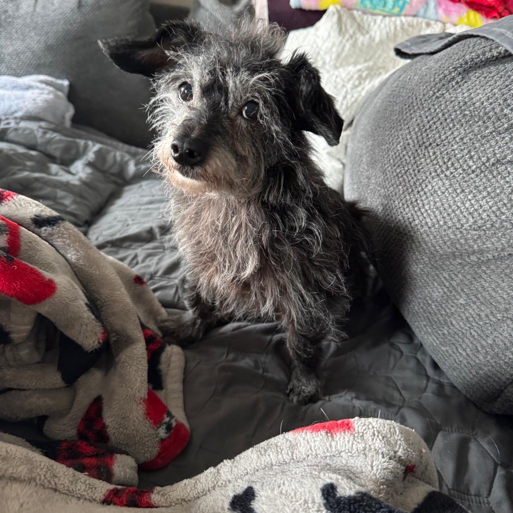 Enlarge Lucy, a Adoptable mixed breed in Baton Rouge, LA image 2/6