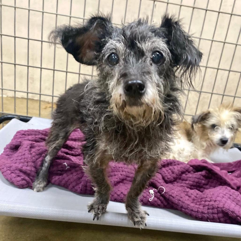 Enlarge Lucy, a Adoptable mixed breed in Baton Rouge, LA image 2/2