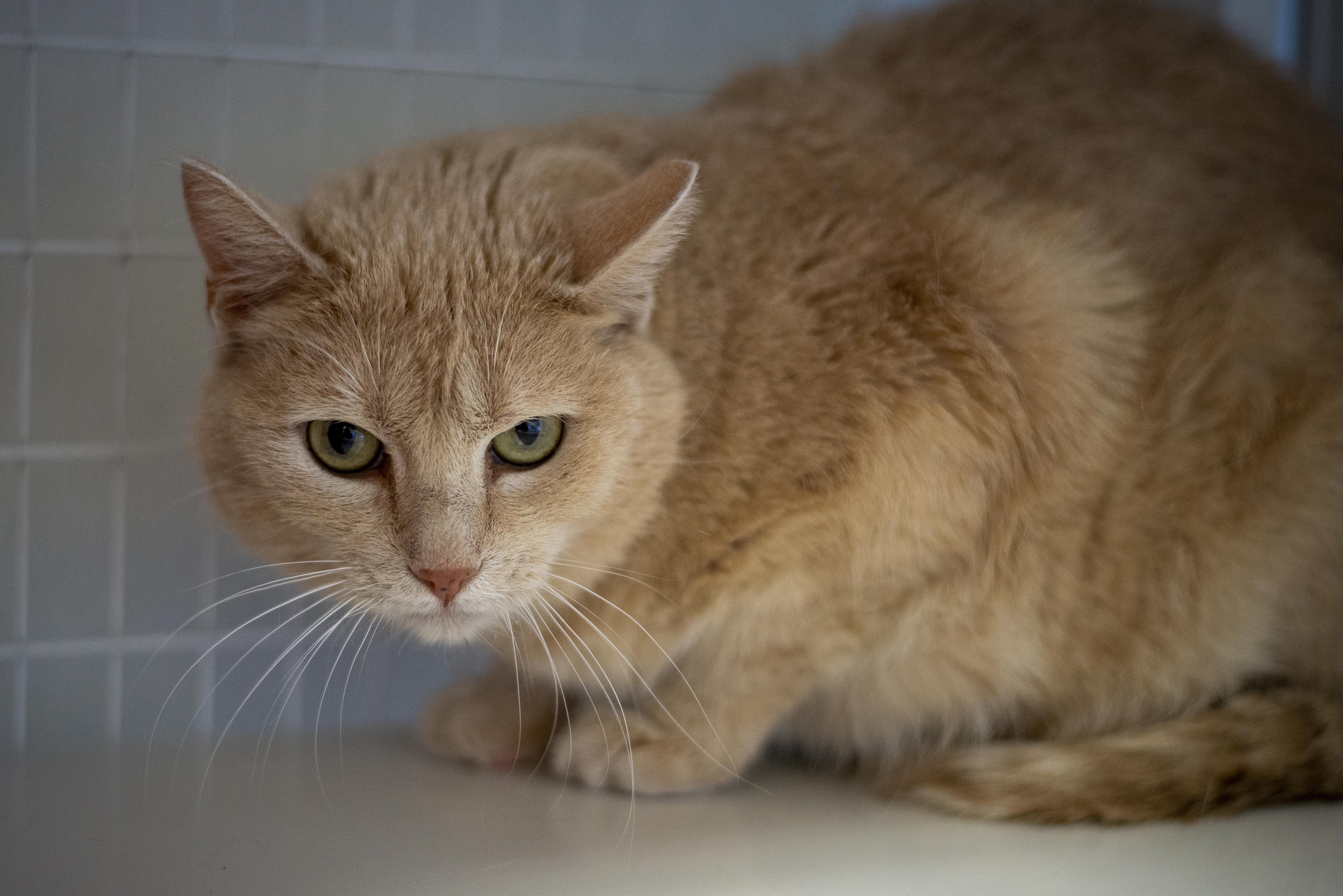 Enlarge Jordan, an adopted Domestic Short Hair in Gunnison, CO image 2/2