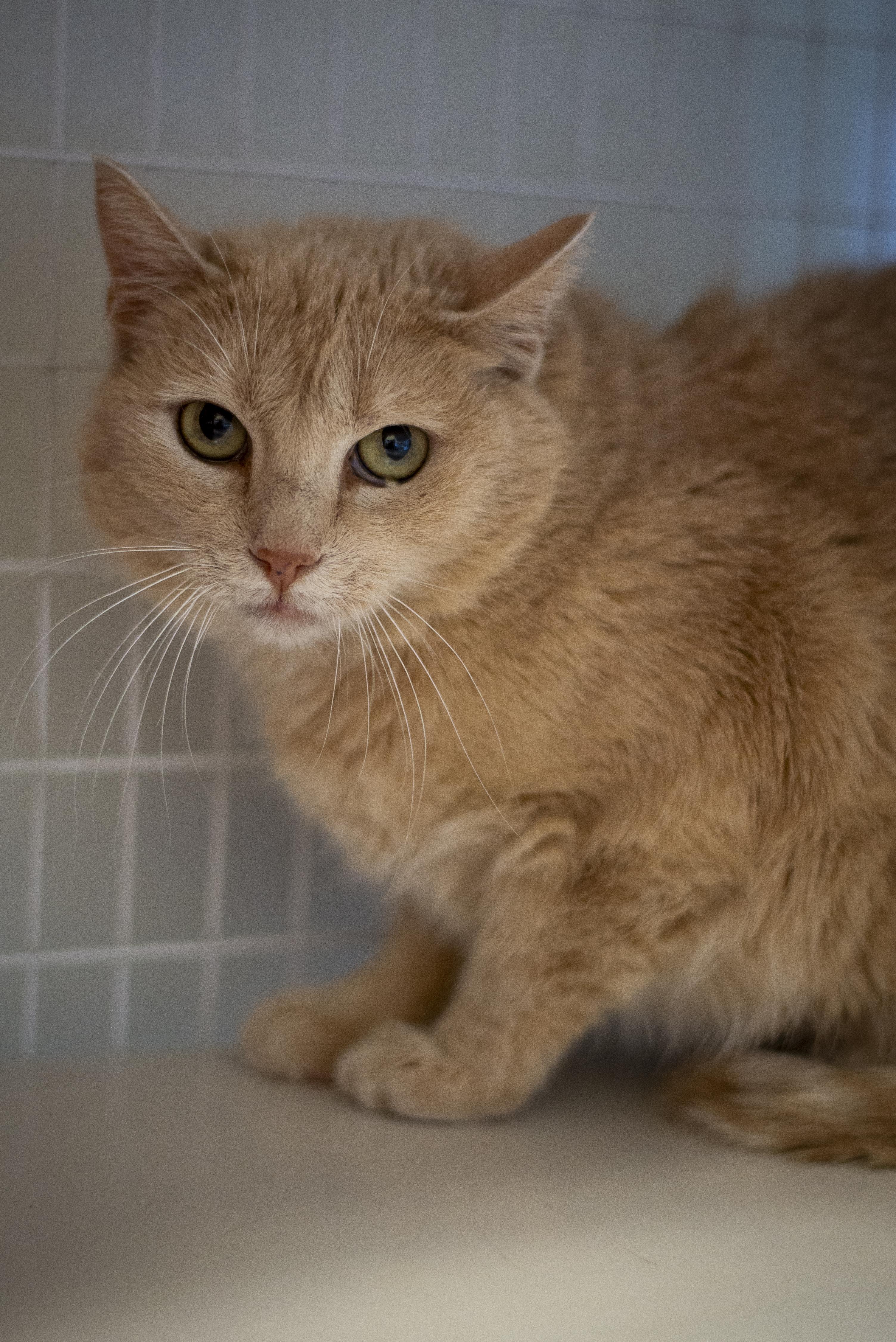 Enlarge Jordan, an adopted Domestic Short Hair in Gunnison, CO image 1/2