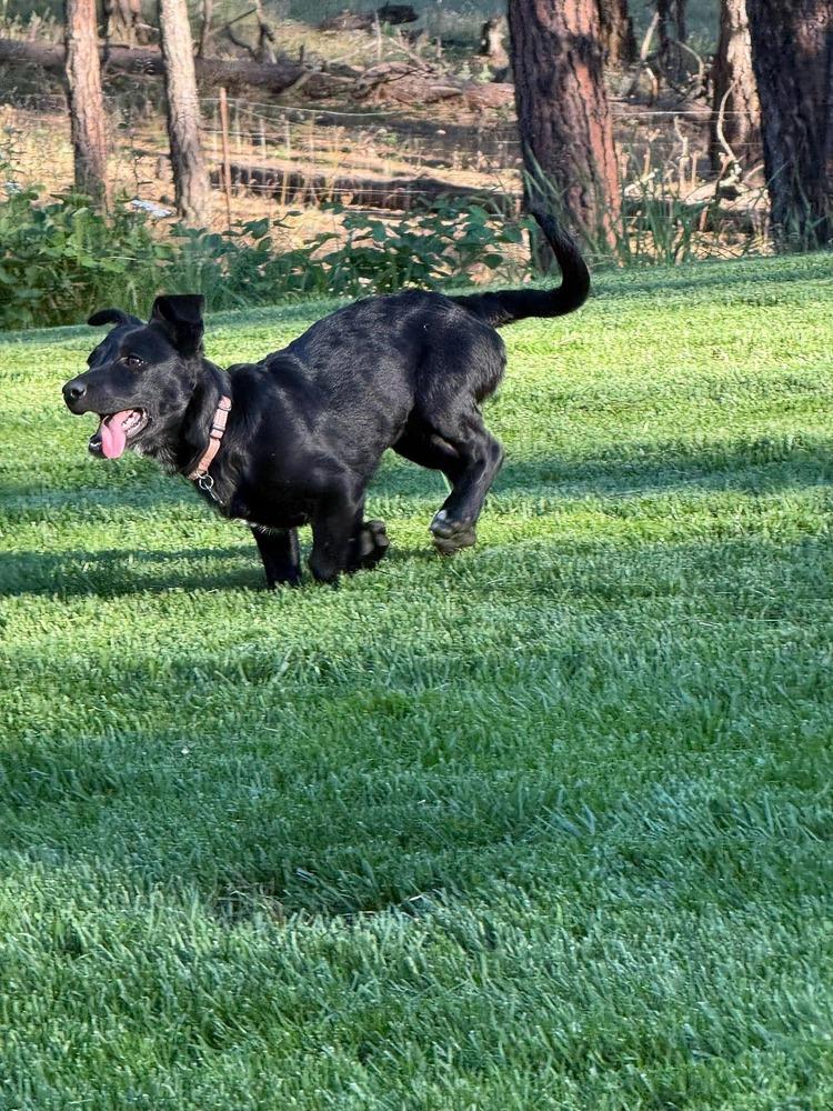 Enlarge Clover, a Adoptable mixed breed in Rathdrum, ID image 1/6