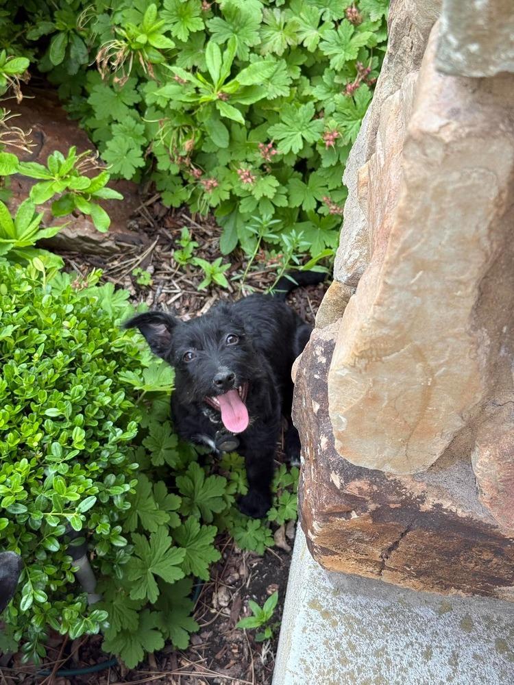 Enlarge Clover, a Adoptable mixed breed in Rathdrum, ID image 2/6