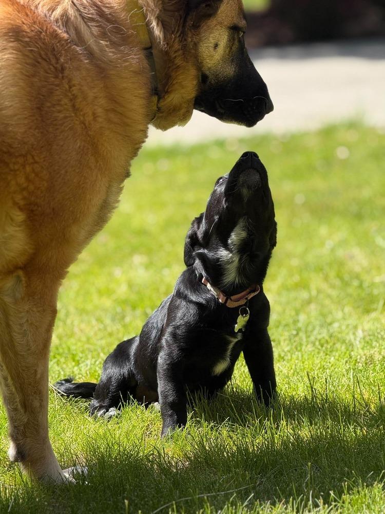 Enlarge Clover, a Adoptable mixed breed in Rathdrum, ID image 3/6