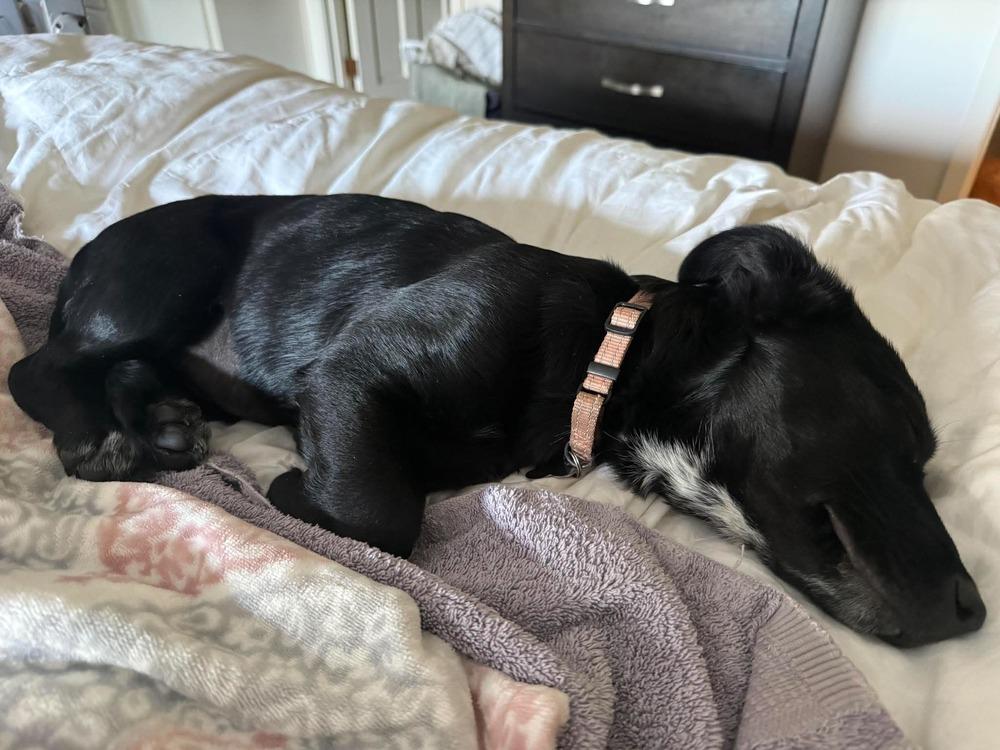 Enlarge Clover, a Adoptable mixed breed in Rathdrum, ID image 4/6