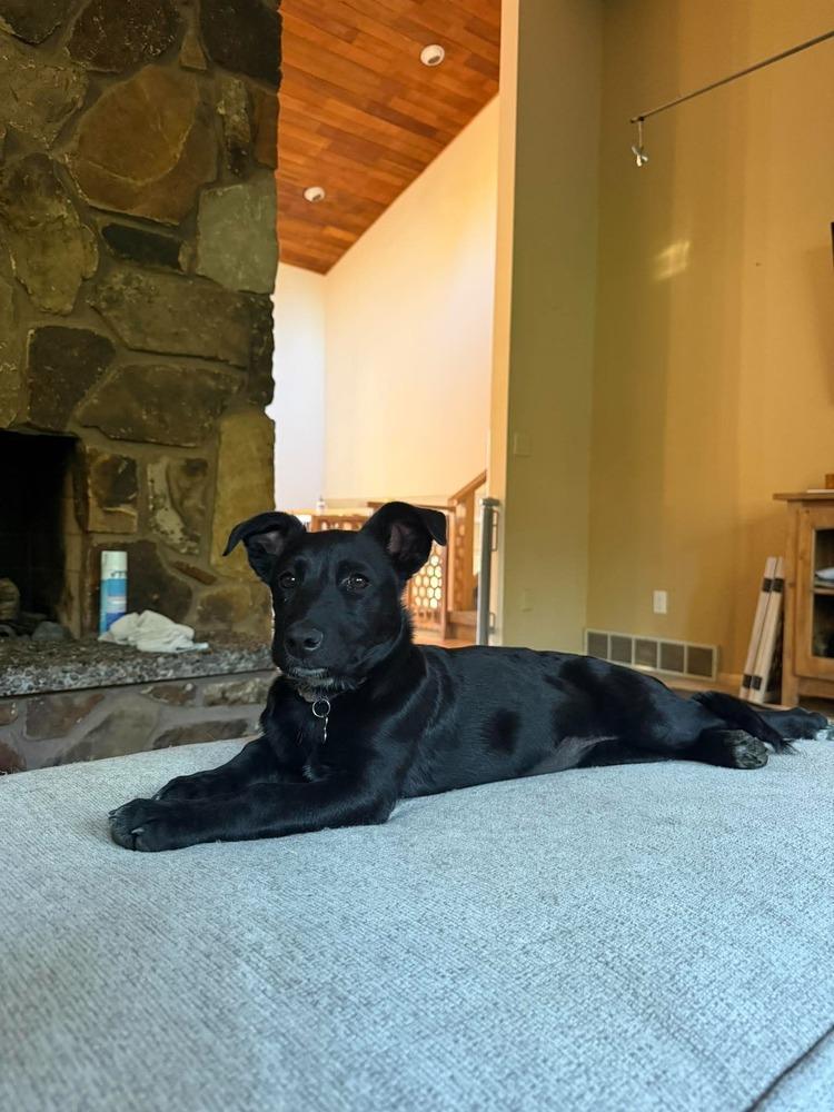 Enlarge Clover, a Adoptable mixed breed in Rathdrum, ID image 5/6