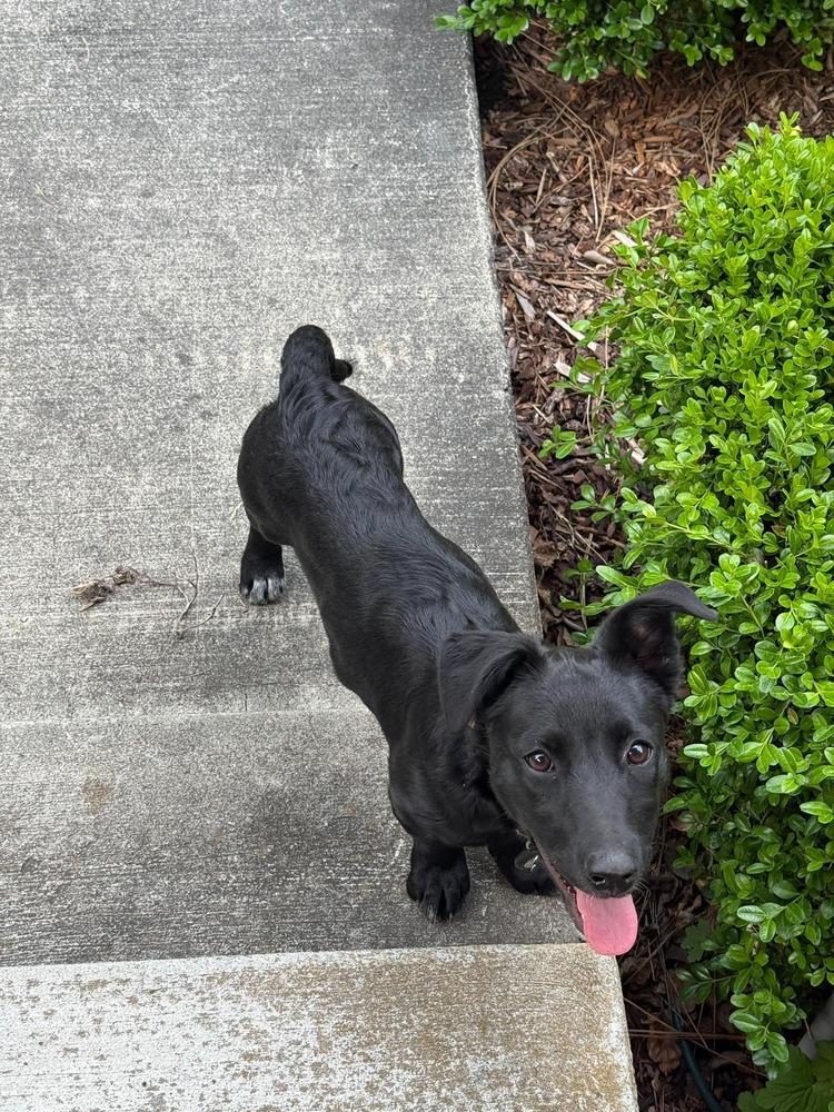 Enlarge Clover, a Adoptable mixed breed in Rathdrum, ID image 6/6