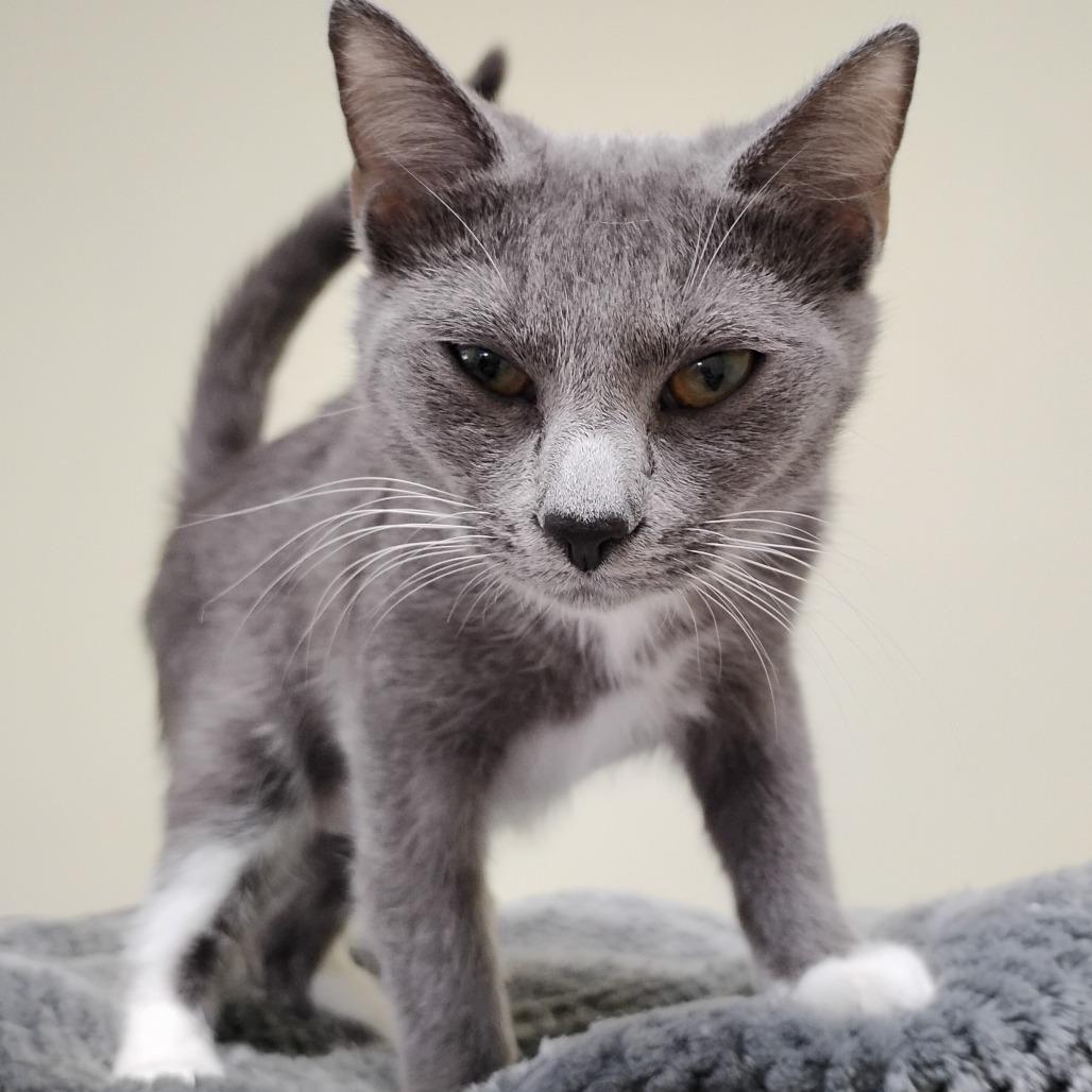 Bug, Adoptable, Kitten Female Domestic Short Hair.