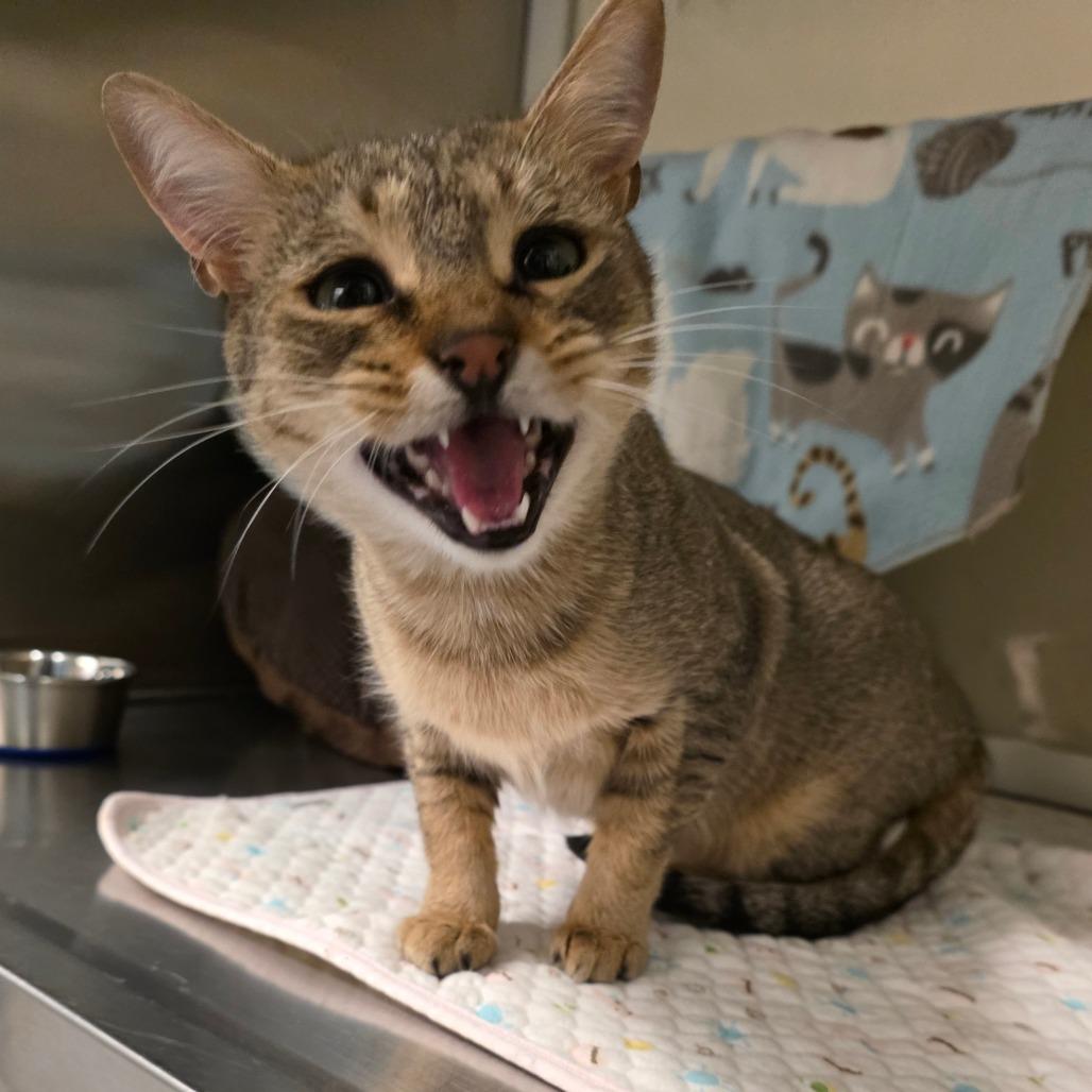 Honey, Adoptable, Young Female Domestic Short Hair.