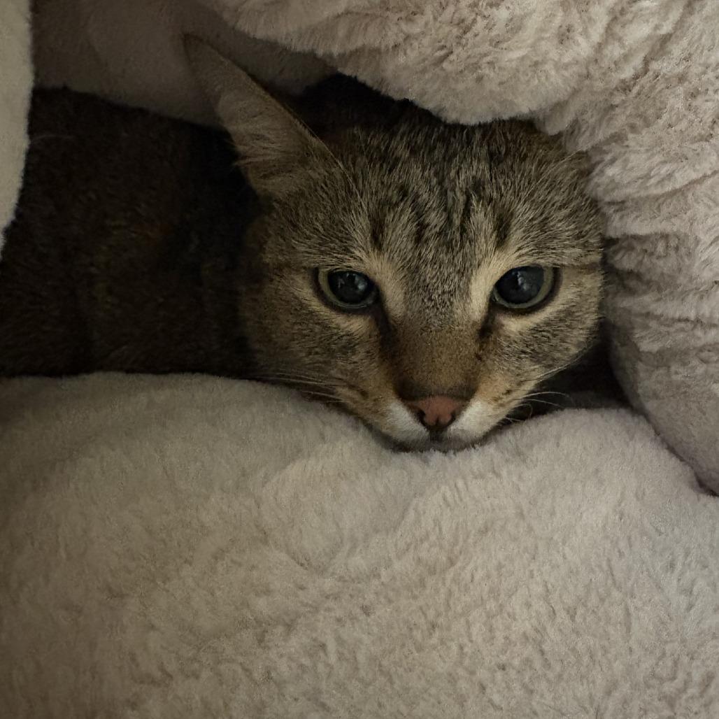 Honey, Adoptable, Young Female Domestic Short Hair.