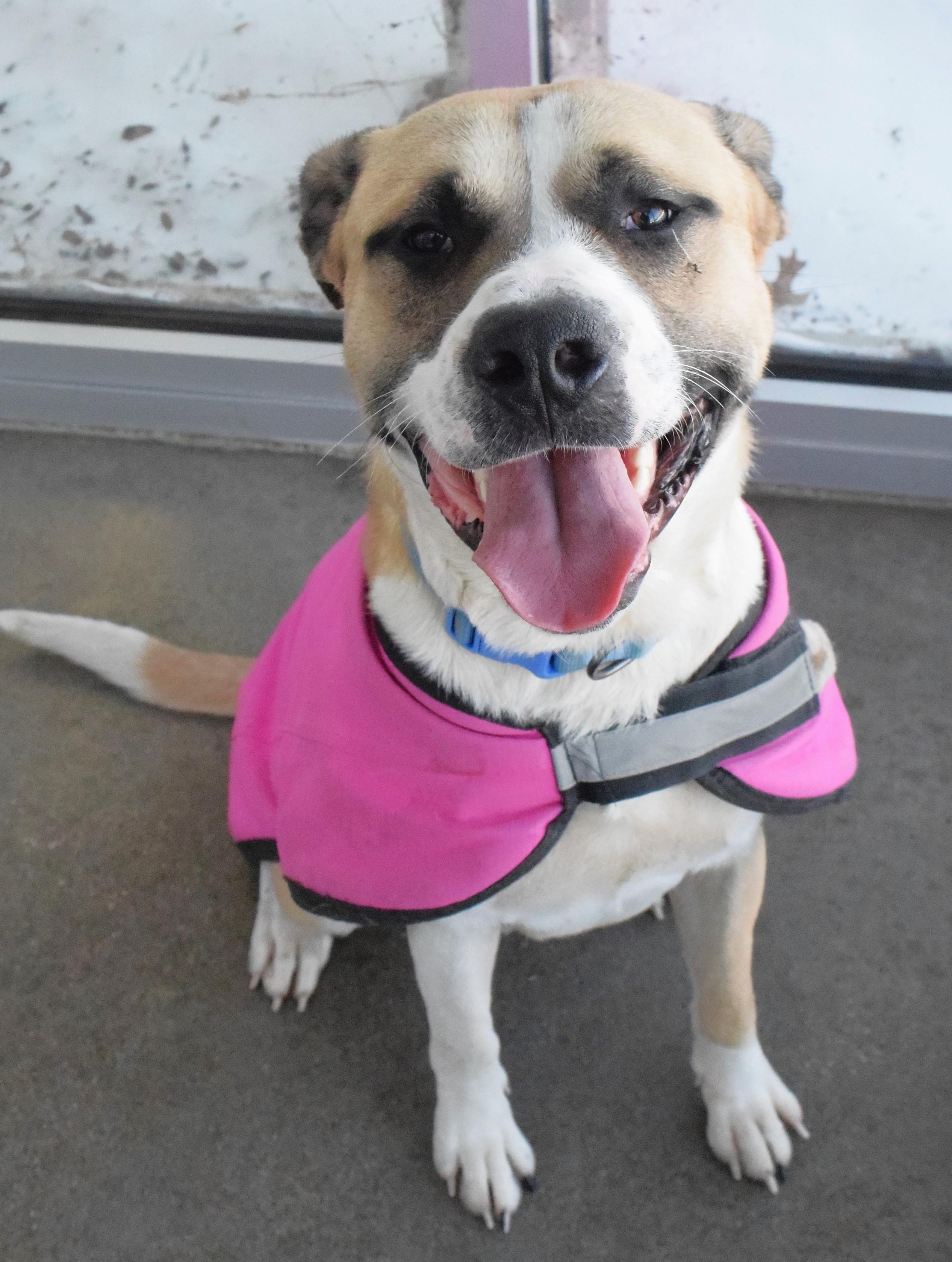 #21814, ADOPTABLE, Adult Male Pit Bull Terrier.