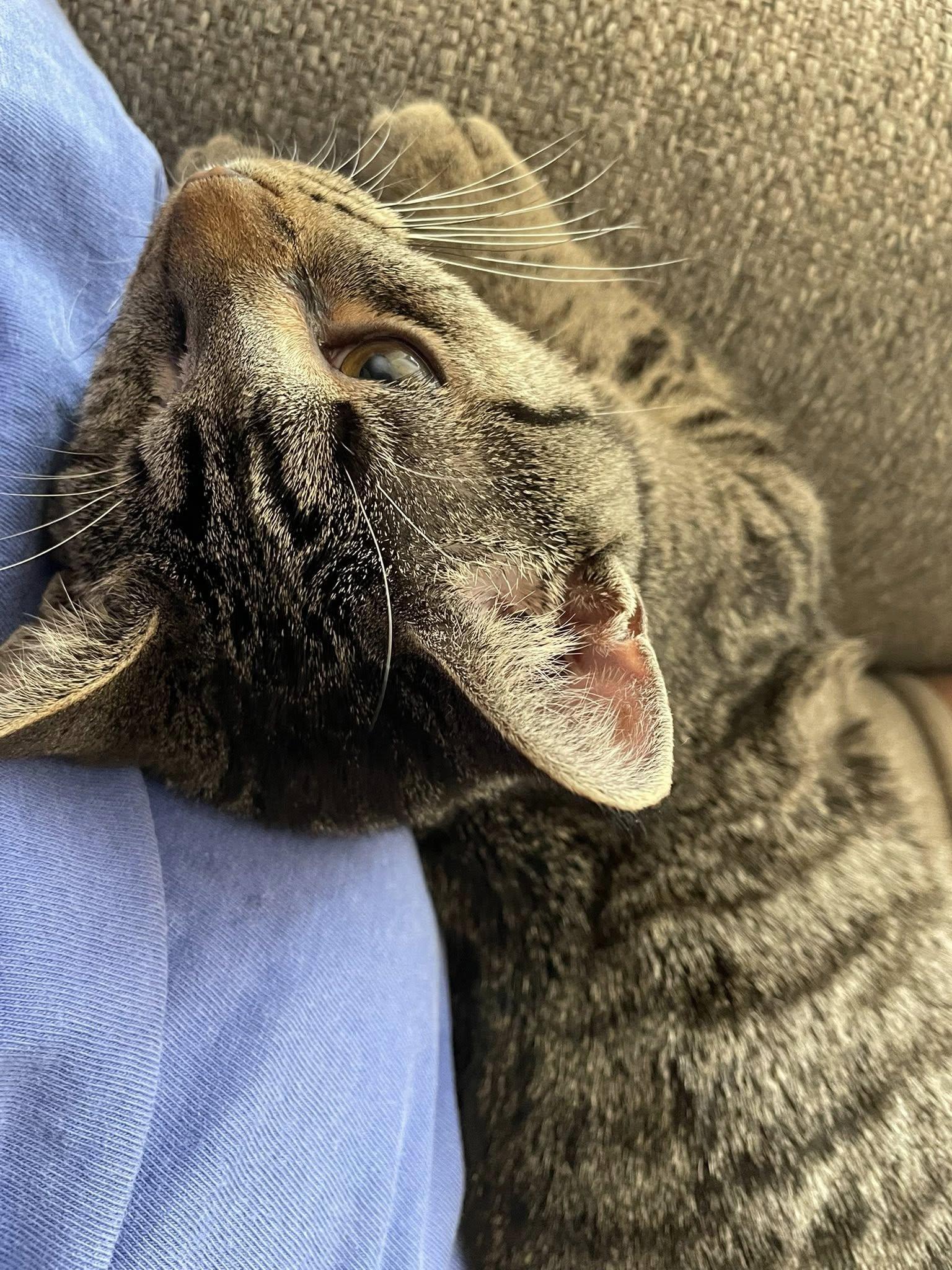 Enlarge Shae, a Adoptable Domestic Short Hair in Concord, NC image 2/6