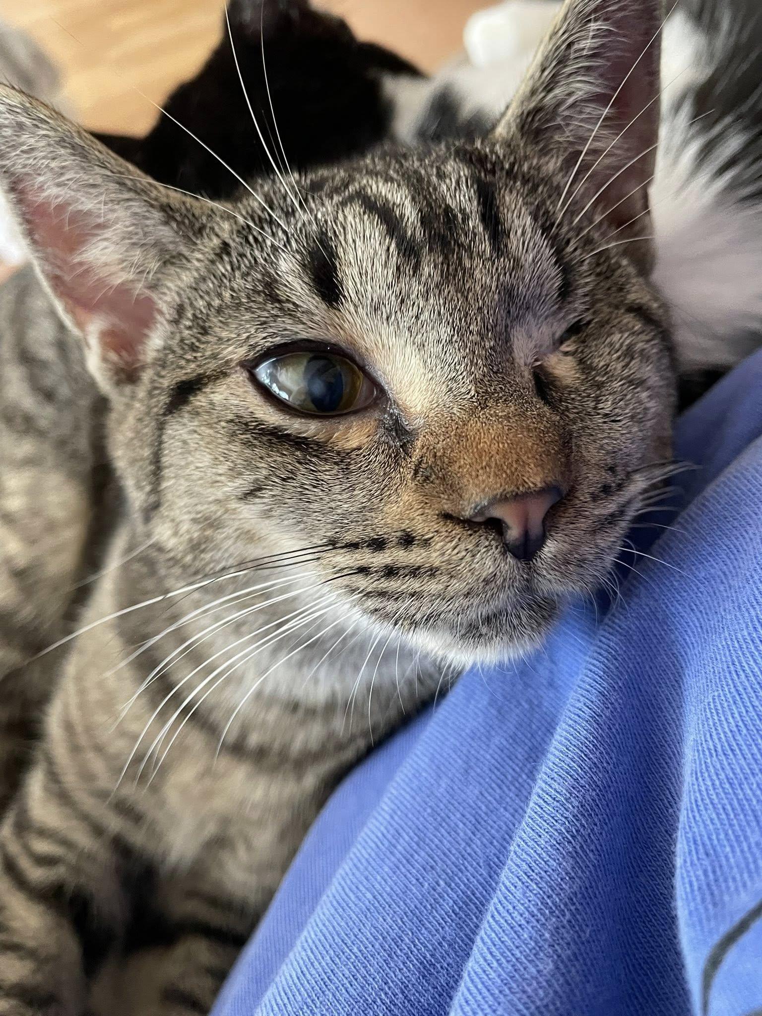 Enlarge Shae, a Adoptable Domestic Short Hair in Concord, NC image 1/6