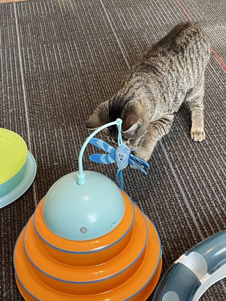 Enlarge Shae, a Adoptable Domestic Short Hair in Concord, NC image 4/6