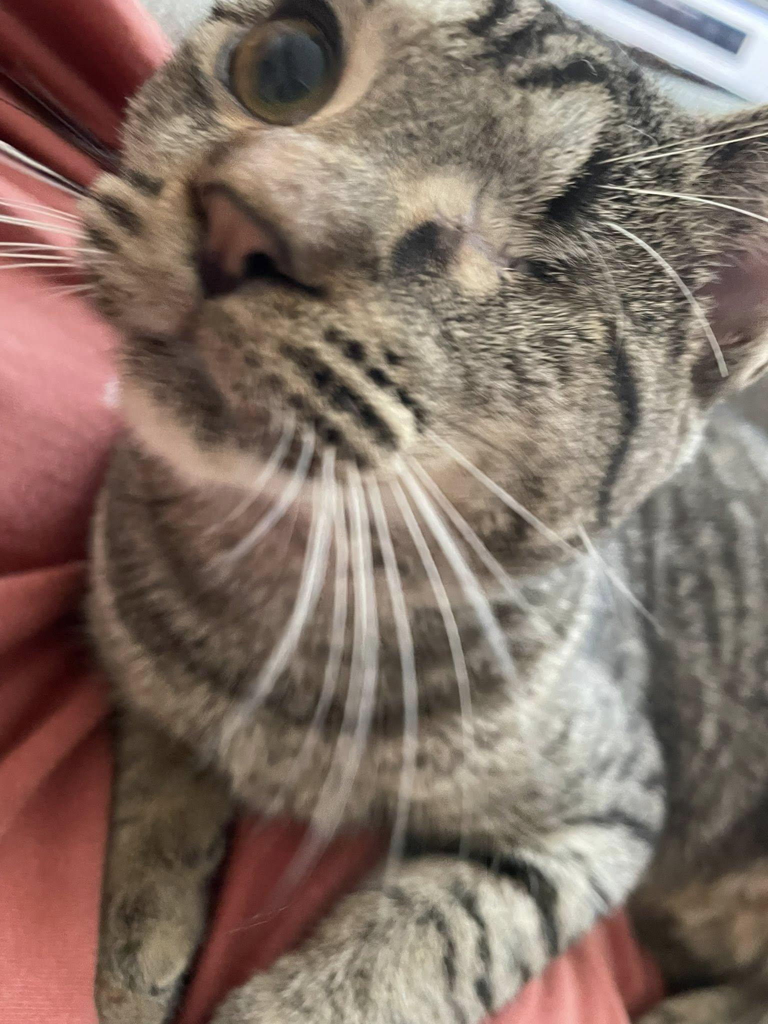 Enlarge Shae, a Adoptable Domestic Short Hair in Concord, NC image 5/6