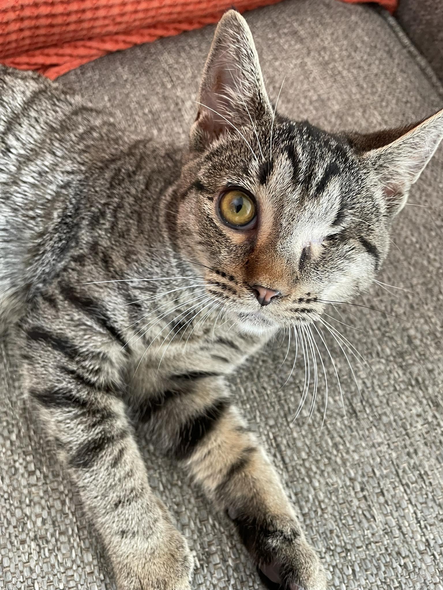 Enlarge Shae, a Adoptable Domestic Short Hair in Concord, NC image 6/6