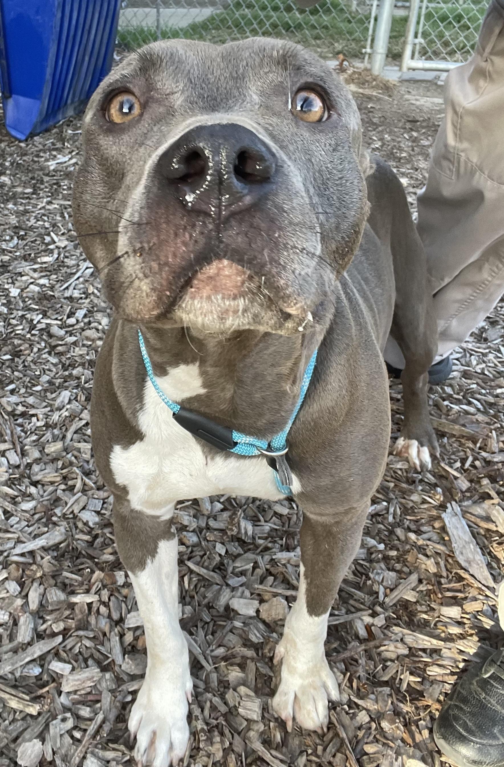 Enlarge Sheila AVAILABLE, a Adoptable Pit Bull Terrier in Canton, OH image 3/5