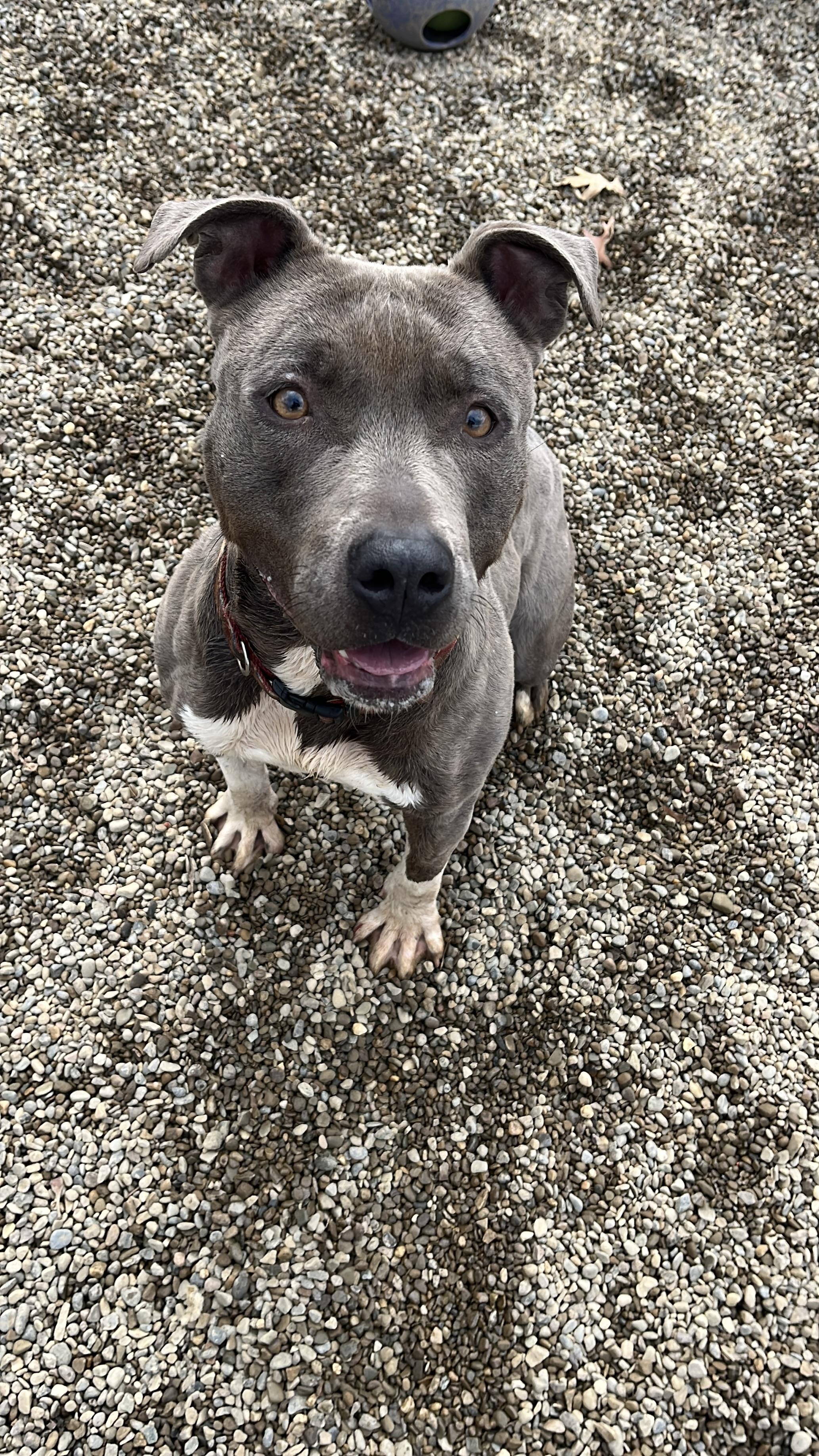 Enlarge Sheila AVAILABLE, a Adoptable Pit Bull Terrier in Canton, OH image 1/5