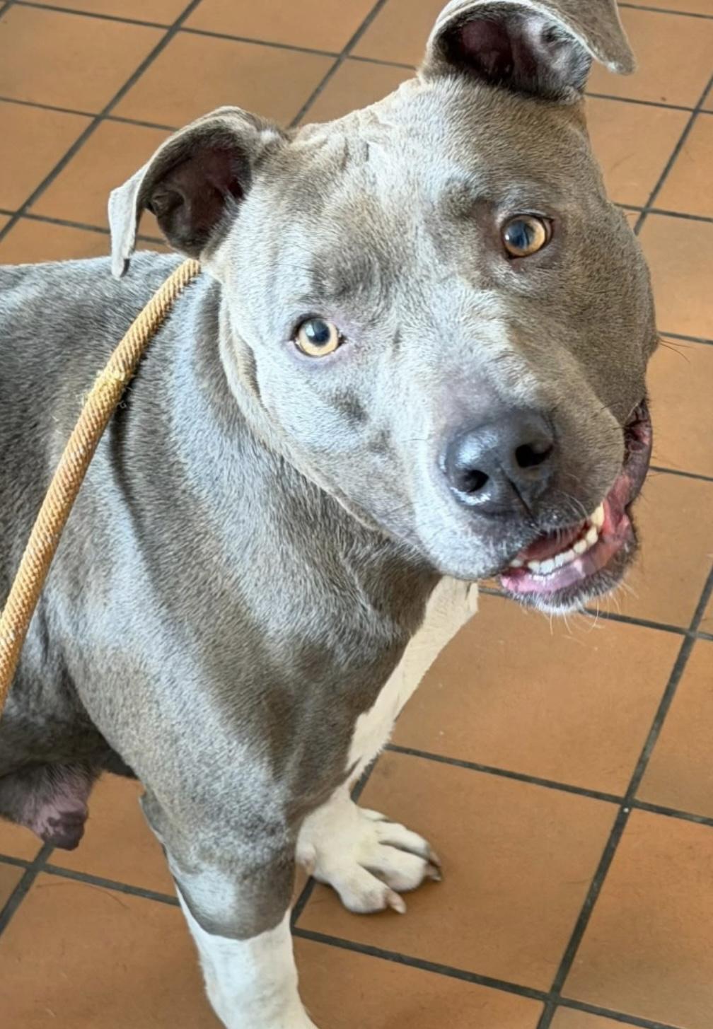 Enlarge Sheila AVAILABLE, a Adoptable Pit Bull Terrier in Canton, OH image 4/5