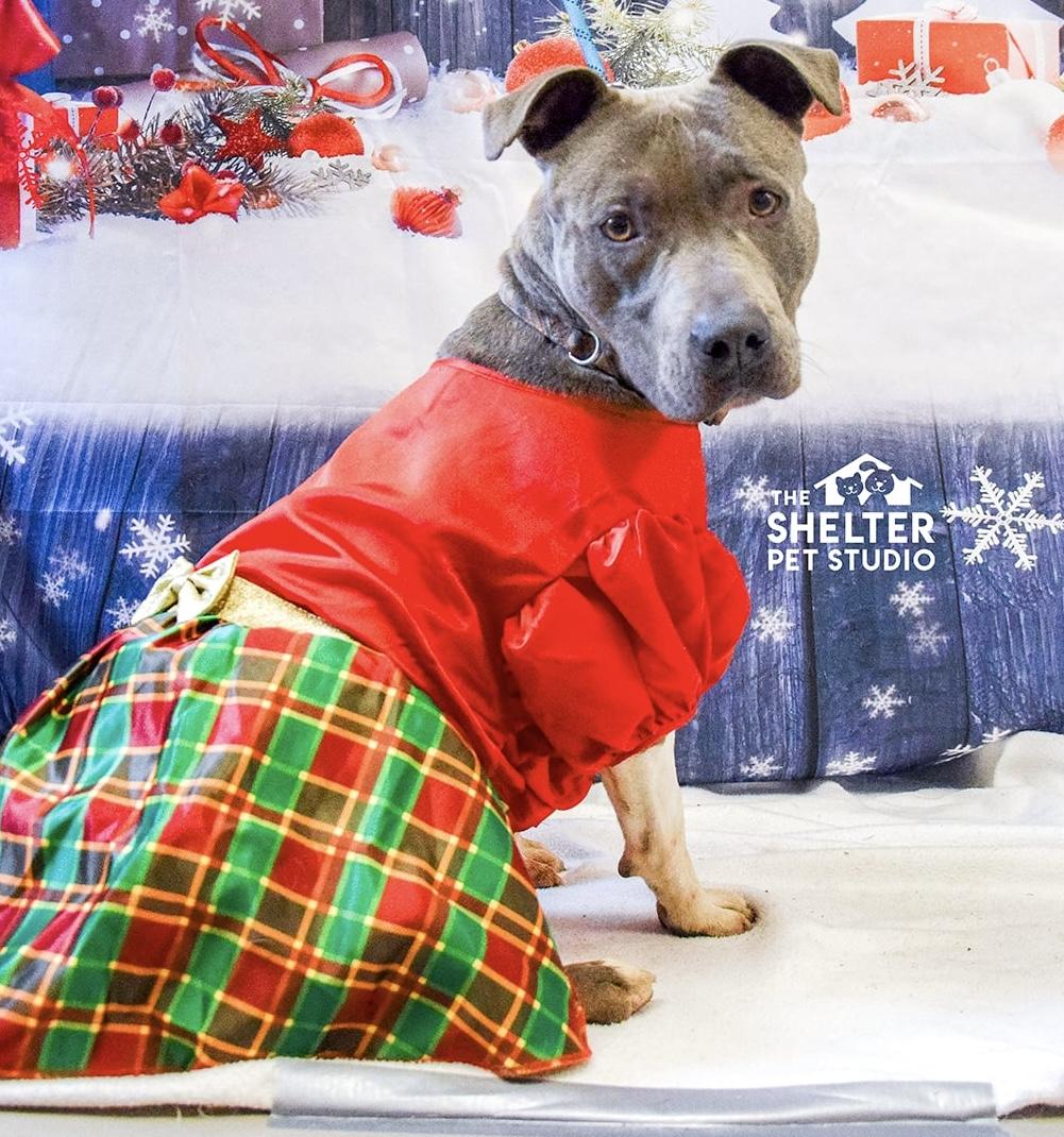 Enlarge Sheila AVAILABLE, a Adoptable Pit Bull Terrier in Canton, OH image 1/5