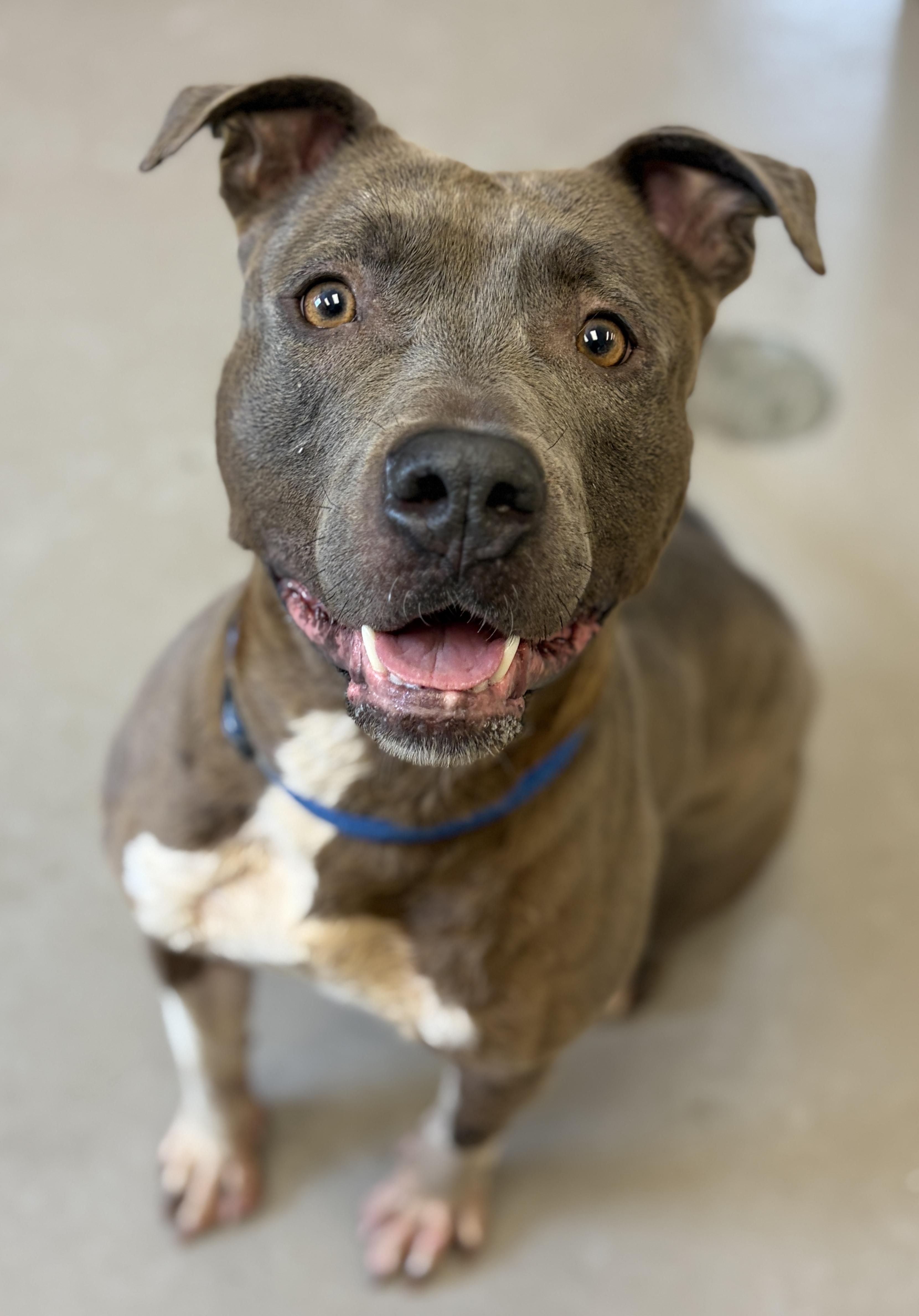 Enlarge Sheila ADOPTED , a Adoptable Pit Bull Terrier in Canton, OH image 1/6