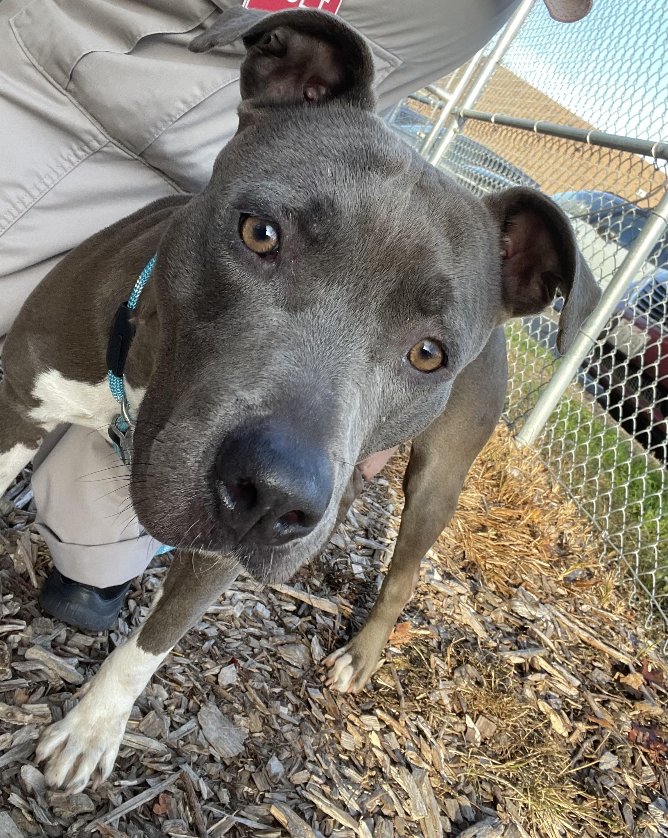 Enlarge Sheila AVAILABLE, a Adoptable Pit Bull Terrier in Canton, OH image 5/5