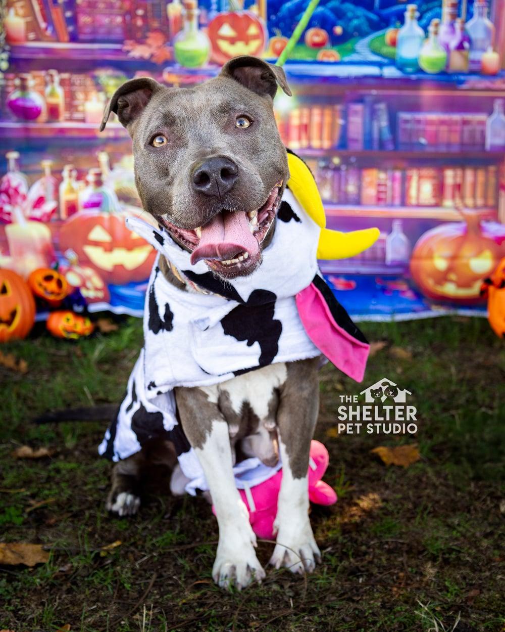 Enlarge Sheila AVAILABLE, a Adoptable Pit Bull Terrier in Canton, OH image 2/5