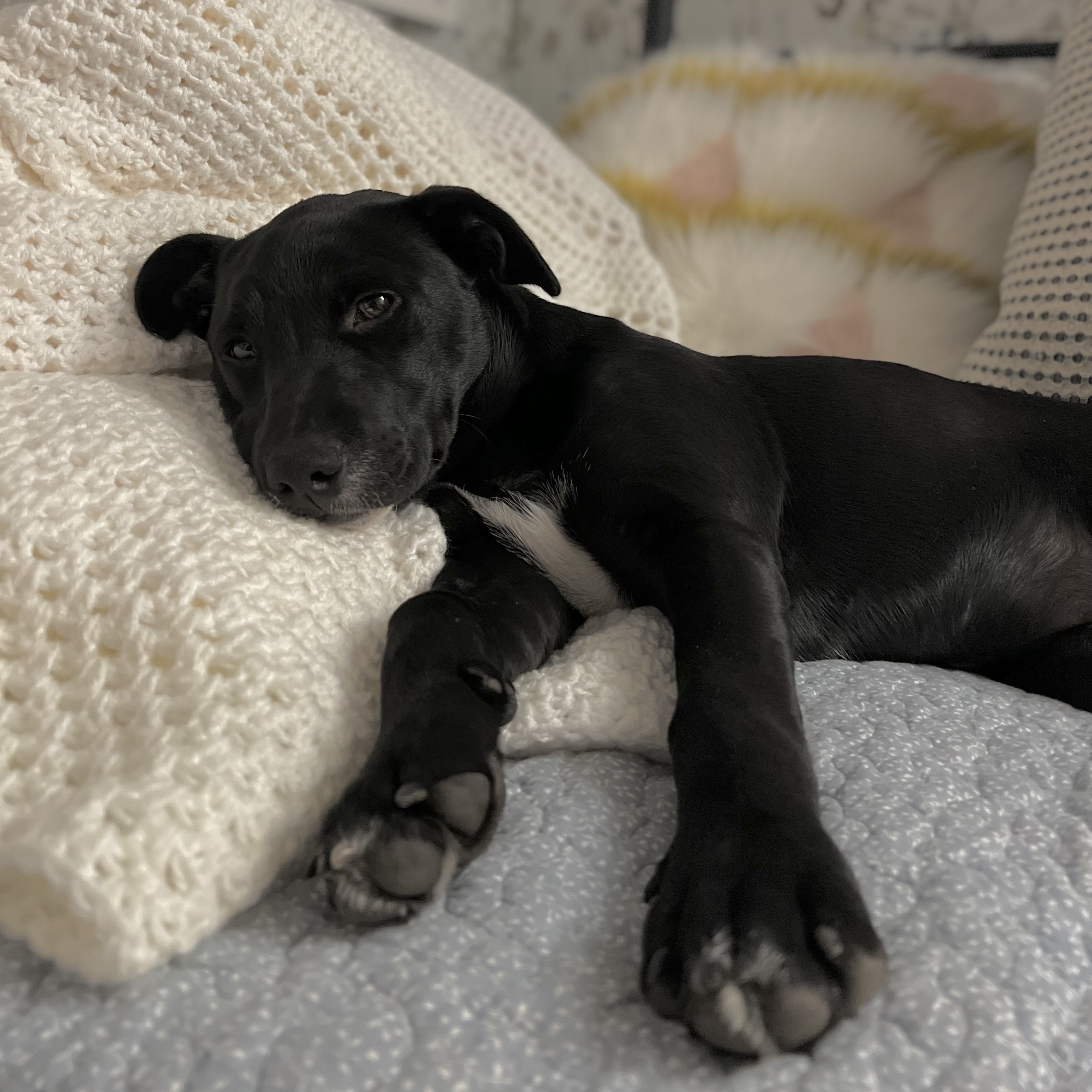 Enlarge Lola, a Adopted mixed breed in Far Hills, NJ image 1/10